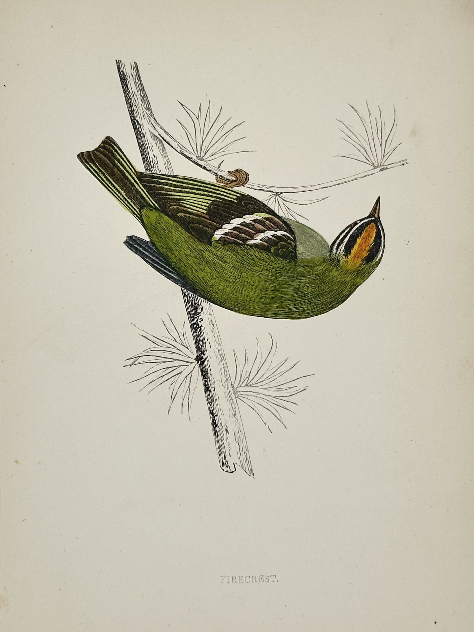 Francis Orpen Morris (1810–1893) – Firecrest – Hand-coloured wood engraving (19th Century) (1 of 2)