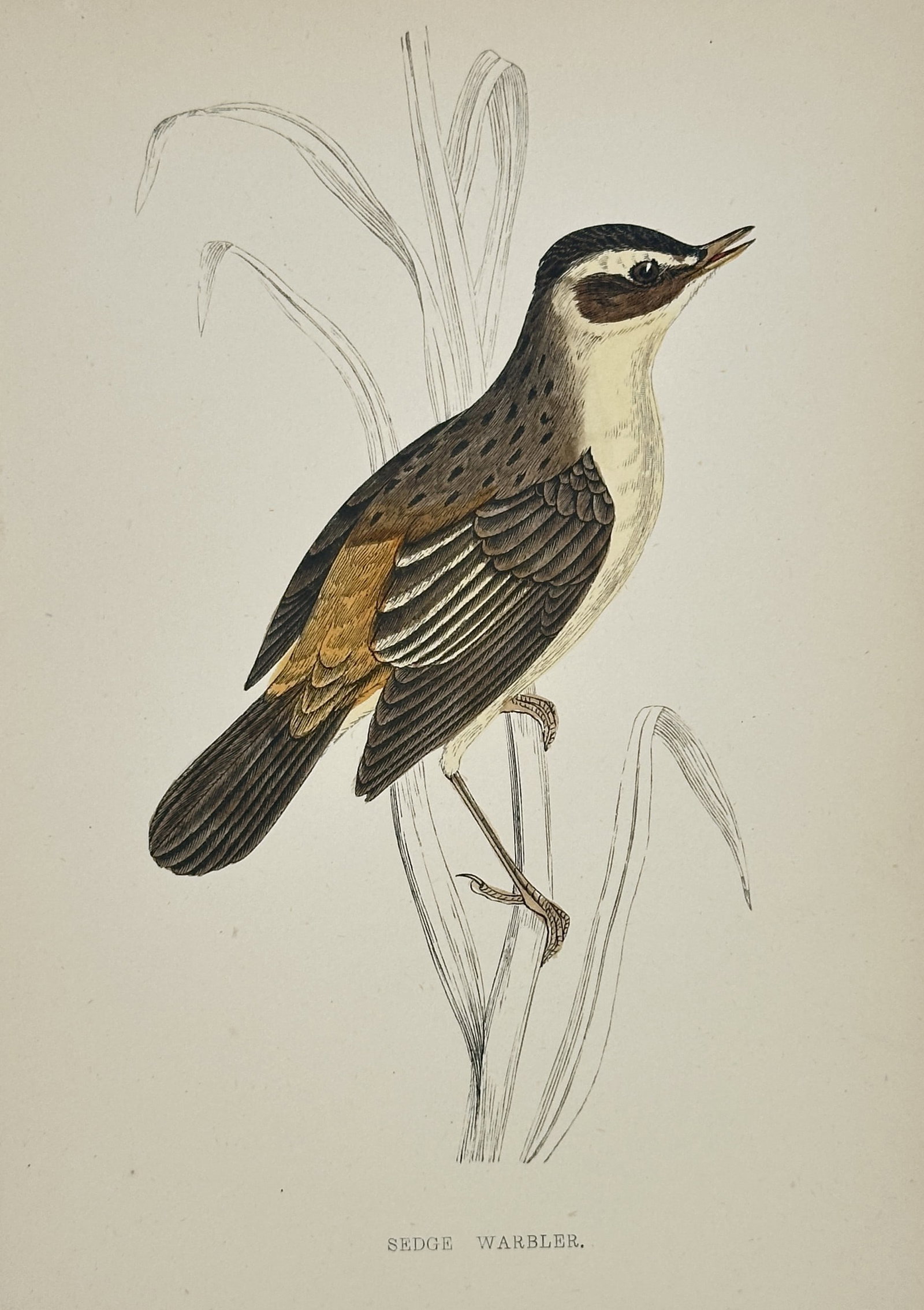 Francis Orpen Morris (1810–1893) – Sedge Warbler – Hand-coloured wood engraving (19th Century) (1 of 2)
