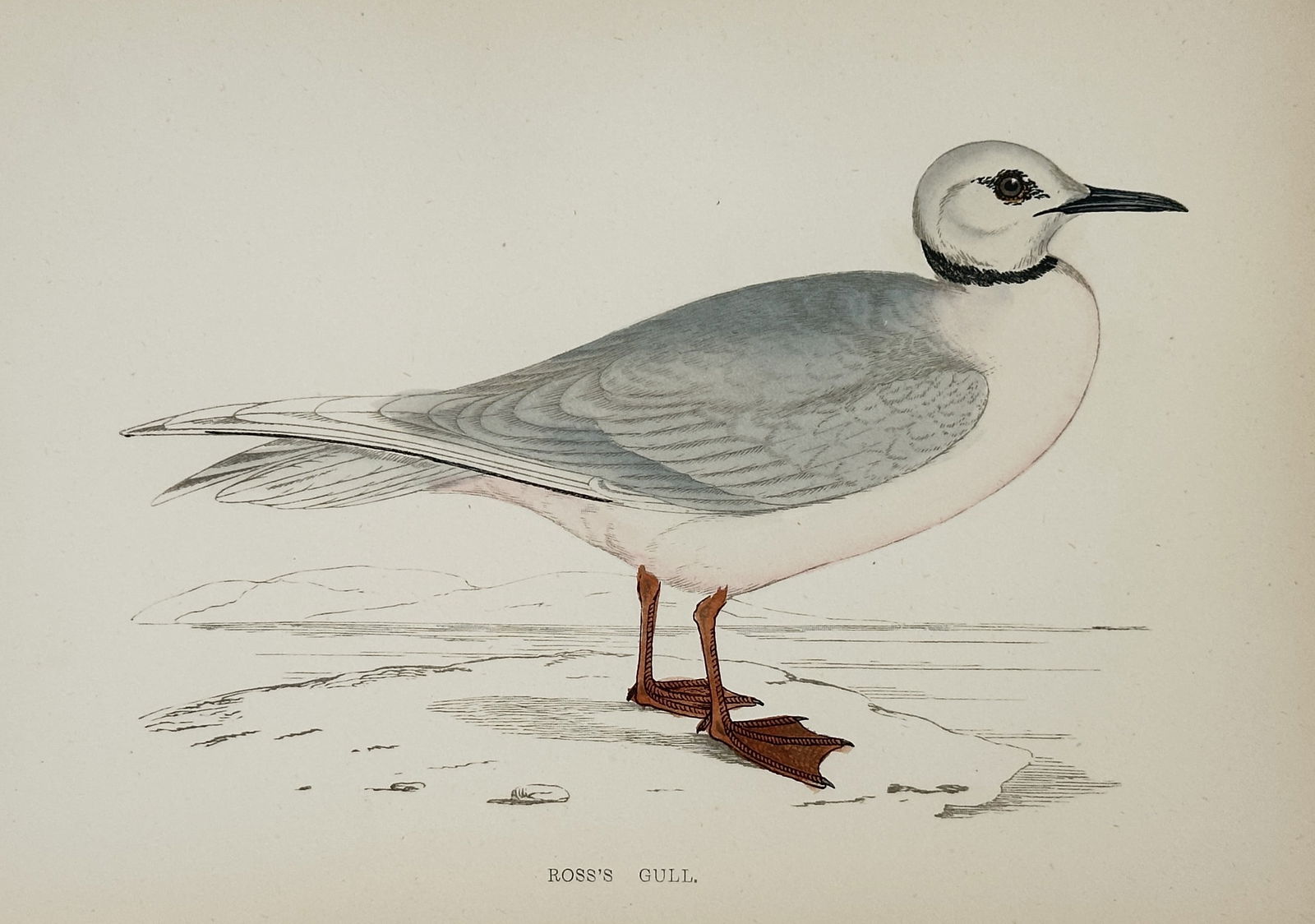 Francis Orpen Morris (1810–1893) – Ross’s Gull – Hand-coloured wood engraving (19th Century) (1 of 2)