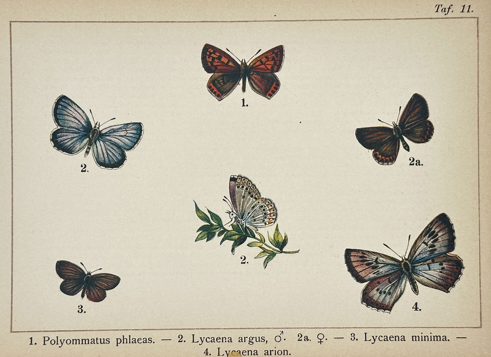 Gottfrid Adlerz (1858–1918) – Entomological Study of Copper and Blue Butterflies – Lithograph (1 of 2)