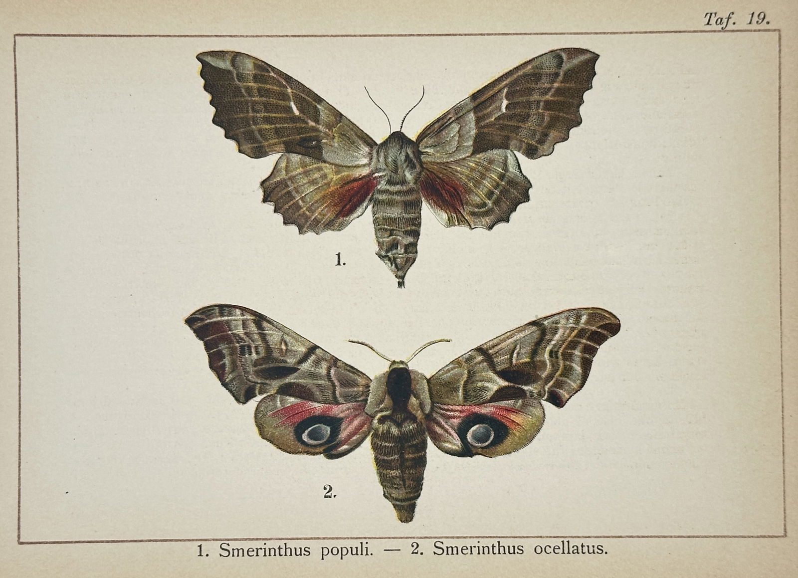 Gottfrid Adlerz (1858–1918) – Entomological Study of Poplar Hawk-moth and Eyed Hawk-moth (1 of 2)