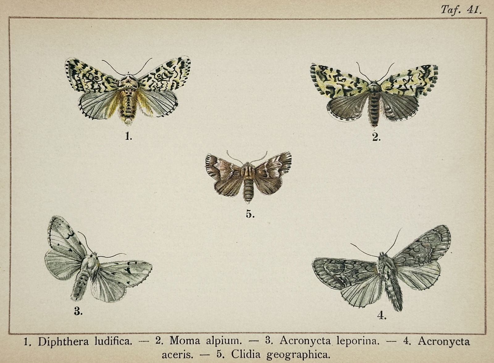 Gottfrid Adlerz (1858–1918) – Entomological Study of Noctuidae Moths – Lithograph (1 of 2)