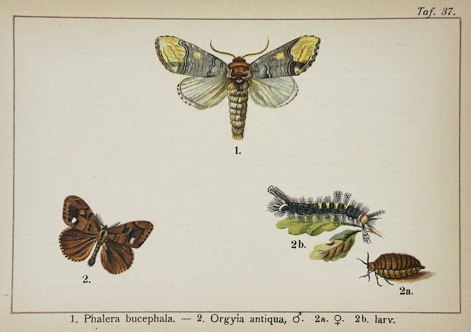 Gottfrid Adlerz (1858–1918) – Entomological Study of Buff-tip and Vapourer Moths (1 of 2)