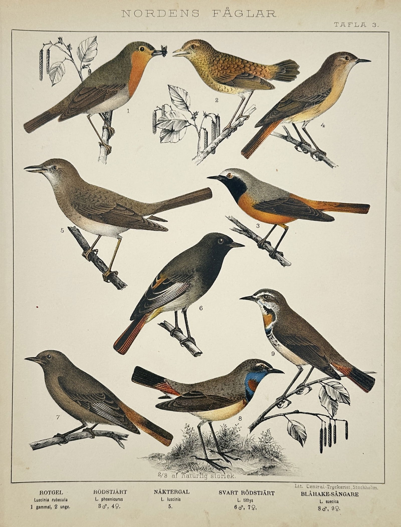 Peter Åkerlund (1811-1896) – Birds of the North – Hand-coloured lithograph (1867) (1 of 2)