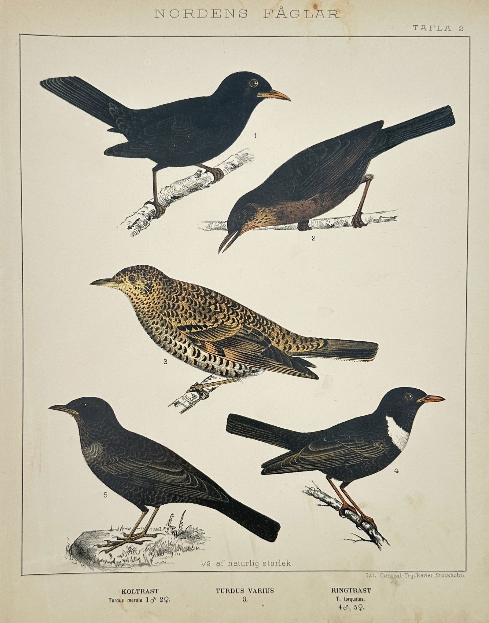Peter Åkerlund (1811-1896) – Thrushes – Hand-coloured lithograph (1867): "Nordens Fåglar" depicts various species of thrushes, including the common blackbird and the ring ouzel, perched on branches. This hand-coloured lithograph is from the work Nordens Fåglar, published