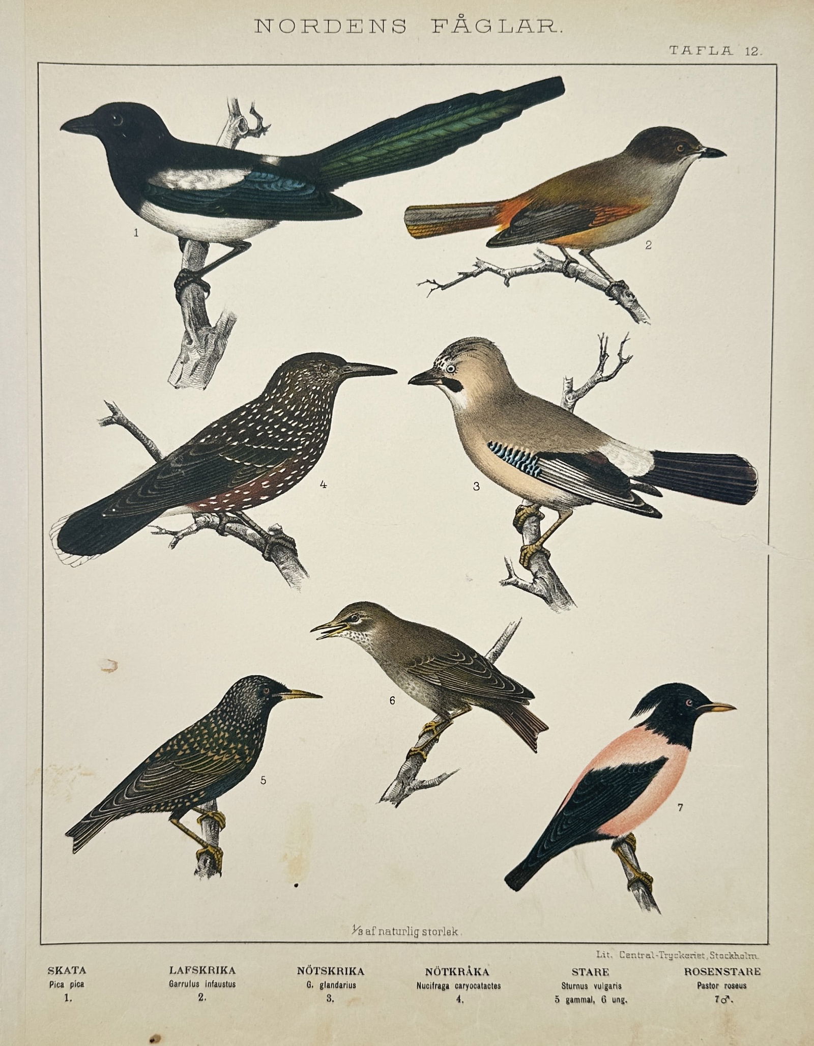 Peter Åkerlund (1811-1896) – Corvids and Starlings – Hand-coloured lithograph (1867) (1 of 2)