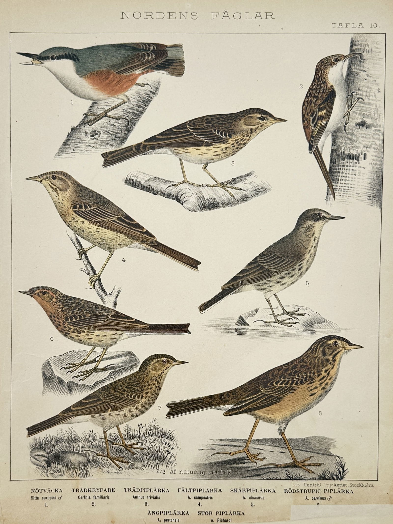 Peter Åkerlund (1811-1896) – Nuthatches and Pipits – Hand-coloured lithograph (1867): "Nordens Fåglar" depicts various small bird species including the Eurasian nuthatch, treecreeper, and several varieties of pipits such as the tree pipit, meadow pipit, and Richard's pipit. This hand-