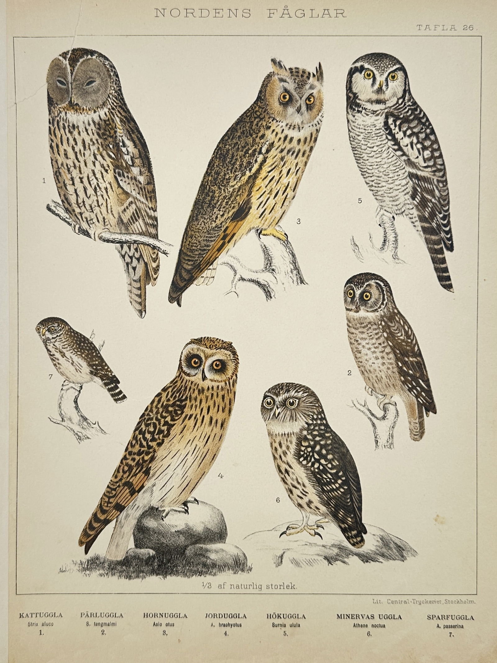 Peter Åkerlund (1811-1896) – Owls of the North – Hand-coloured lithograph (1867) (1 of 2)