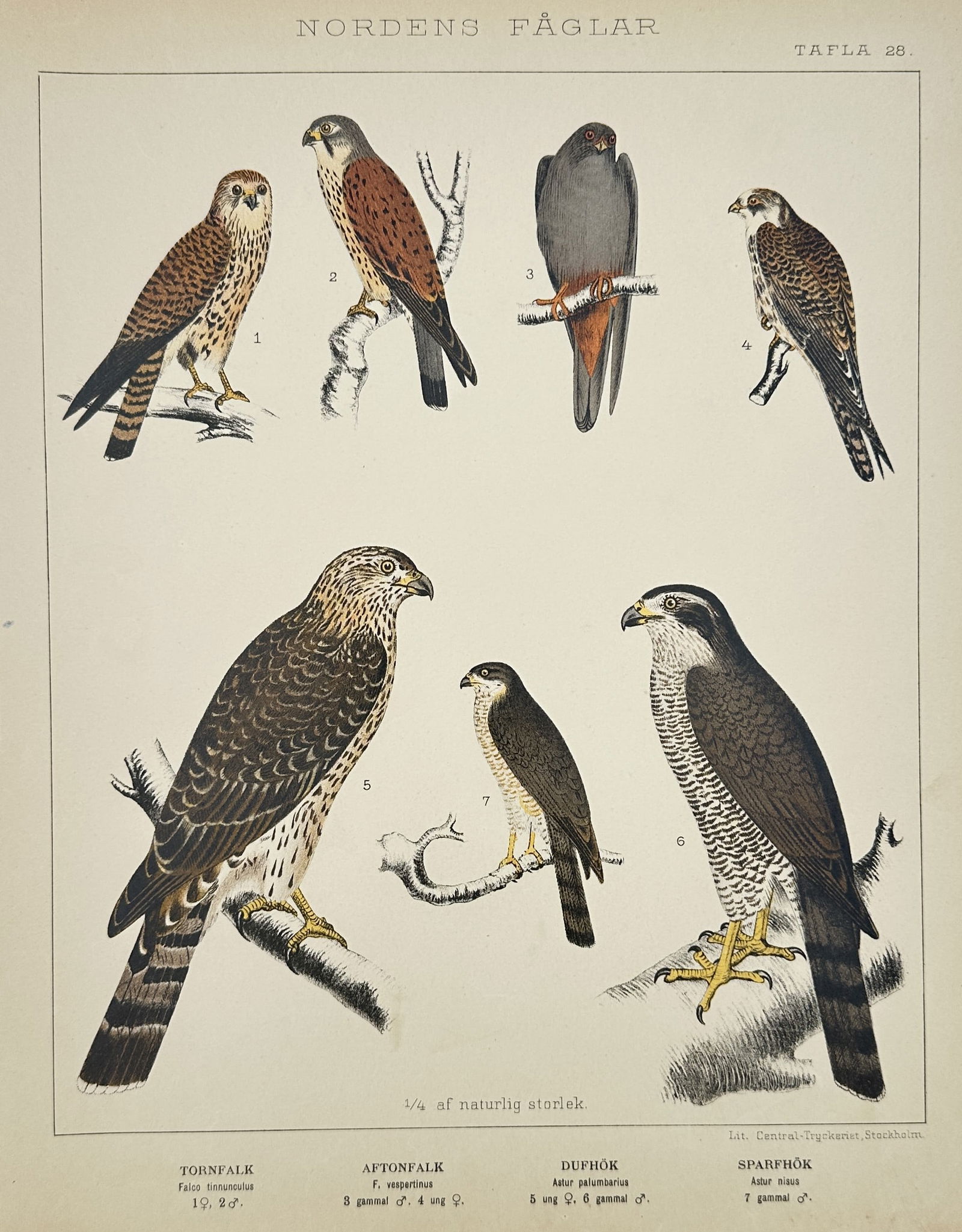 Peter Åkerlund (1811-1896) – Falcons and Hawks – Hand-coloured lithograph (1867) (1 of 2)