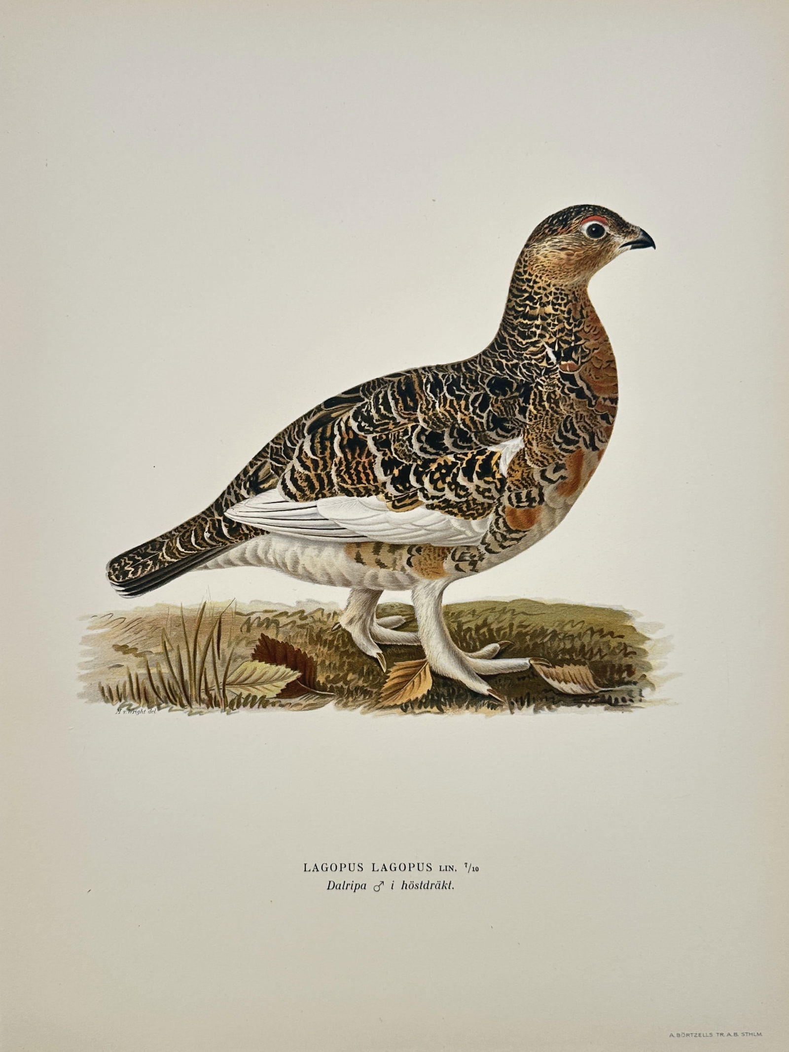 Magnus von Wright (1805-1868) – Willow Ptarmigan – Lithograph (1920s) (1 of 2)