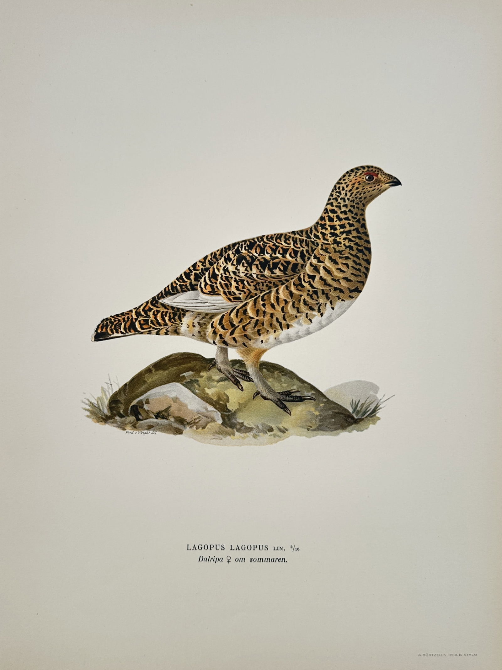 Magnus von Wright (1805-1868) – Willow Ptarmigan in Summer – Lithograph (1920s): "Lagopus lagopus" depicts a female willow ptarmigan in its summer plumage standing atop a mossy rock. This lithograph is from the work Svenska Fåglar efter Naturen och på Sten Ritade, published by F