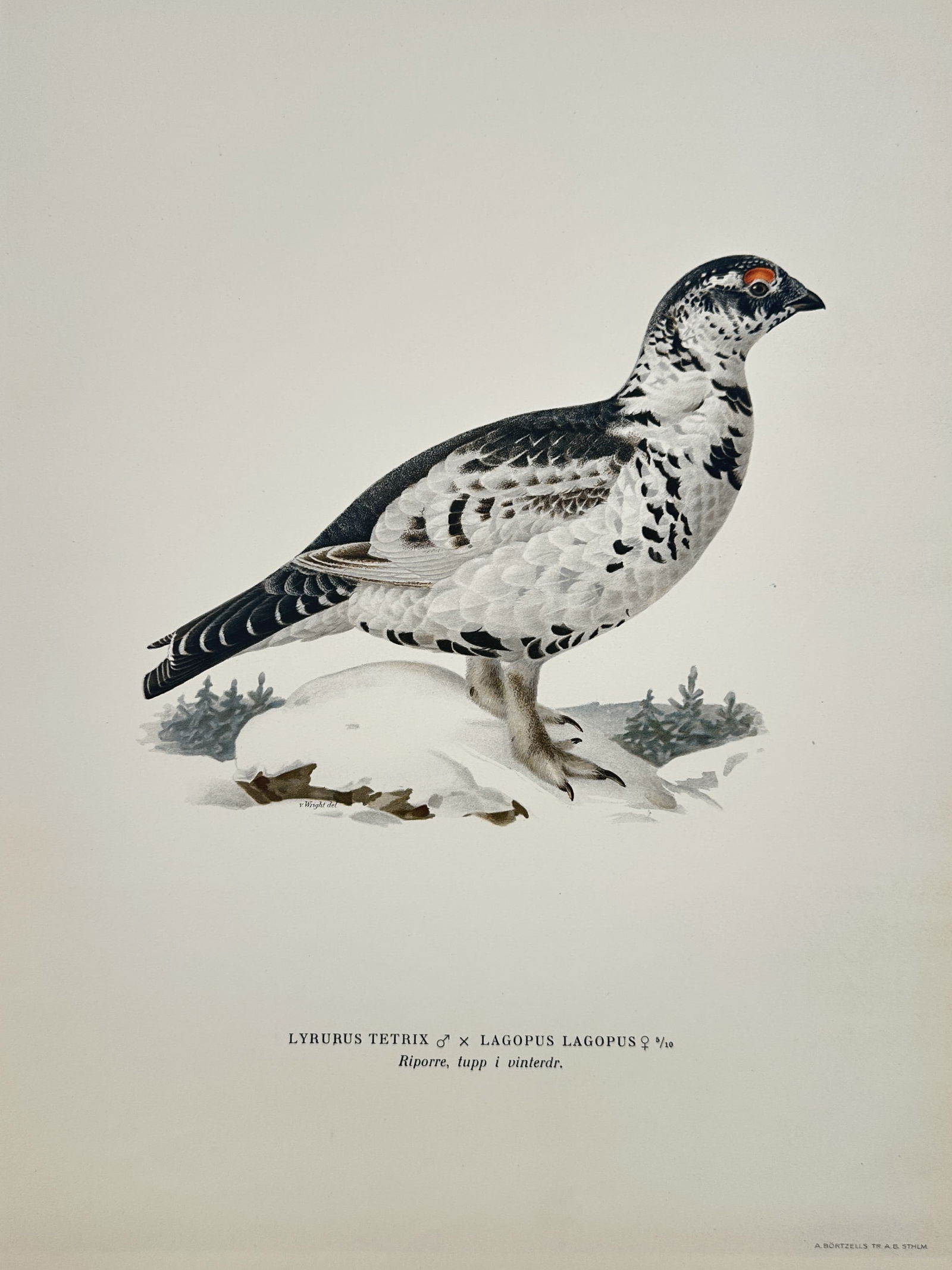 Magnus von Wright (1805-1868) – Black Grouse and Willow Ptarmigan Hybrid – Lithograph (1 of 2)