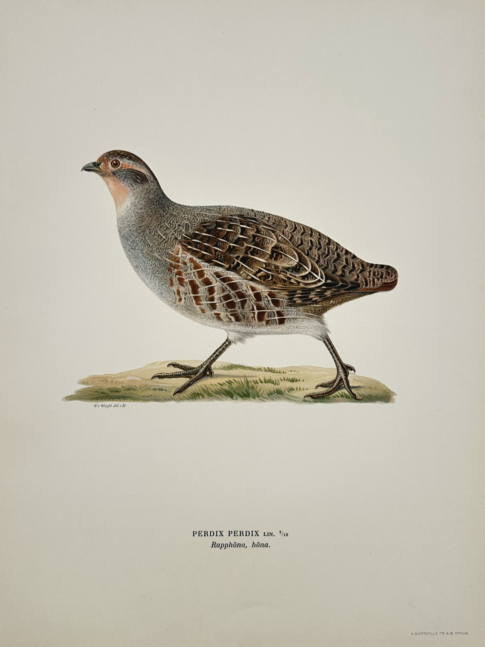Magnus von Wright (1805-1868) – Grey Partridge – Lithograph (1920s) (1 of 2)