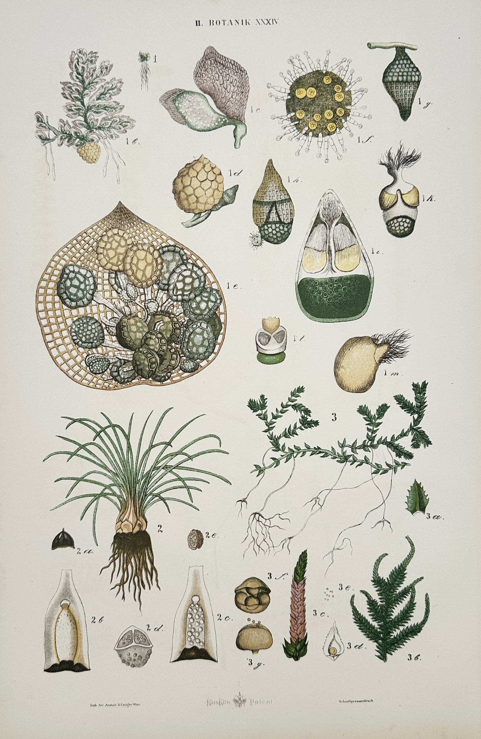 Gustav von Hayek (1836-1911) – Botanical Studies – Large Folio (1885): "Botanik XXXIV" depicts various botanical specimens, including detailed anatomical sections of mosses and aquatic plants. This hand-coloured lithograph is from the work Handatlas der Naturgeschichte, 