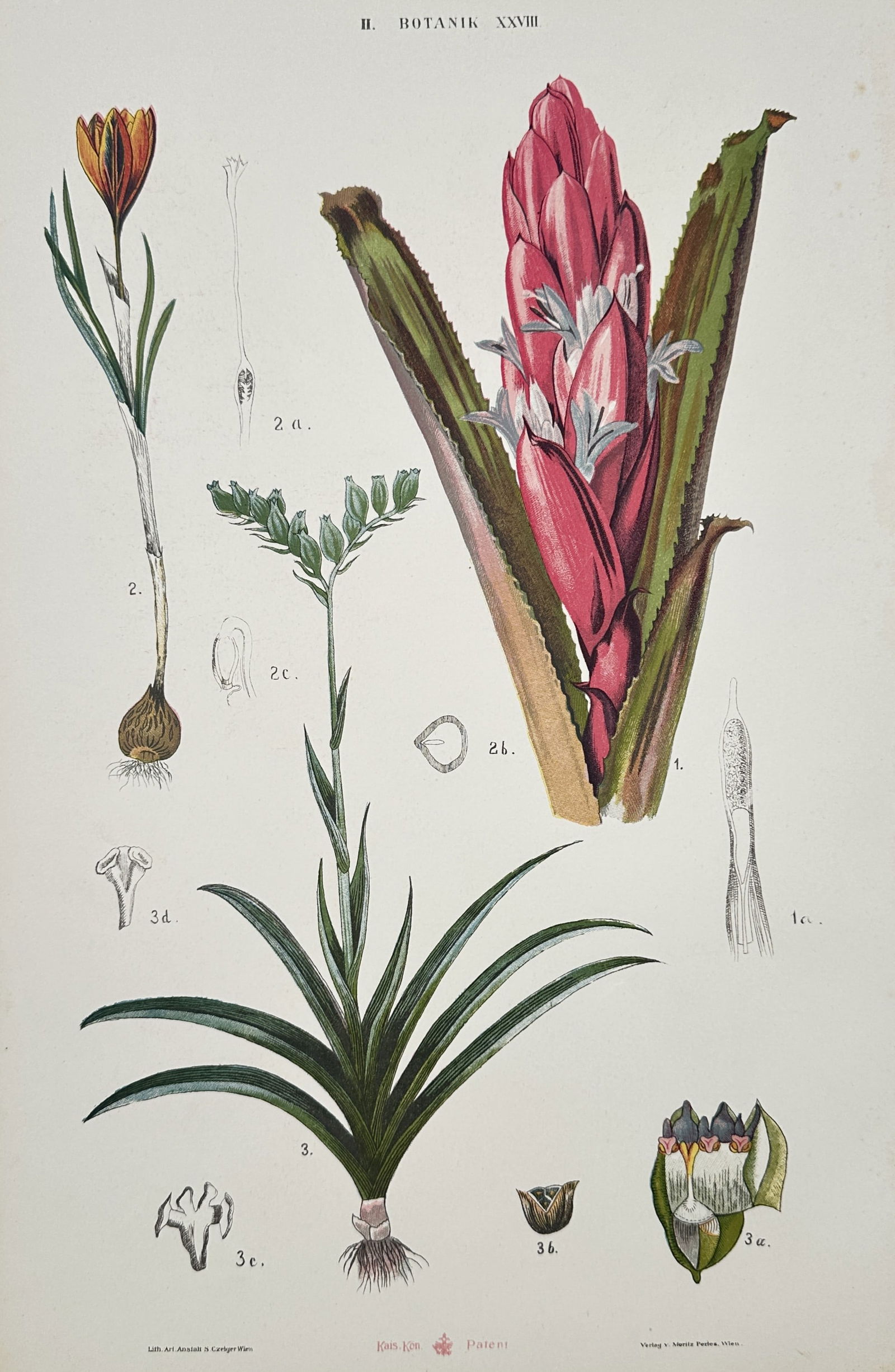 Gustav von Hayek (1836-1911) – Bromeliads and Irises – Large Folio (1885) (1 of 2)