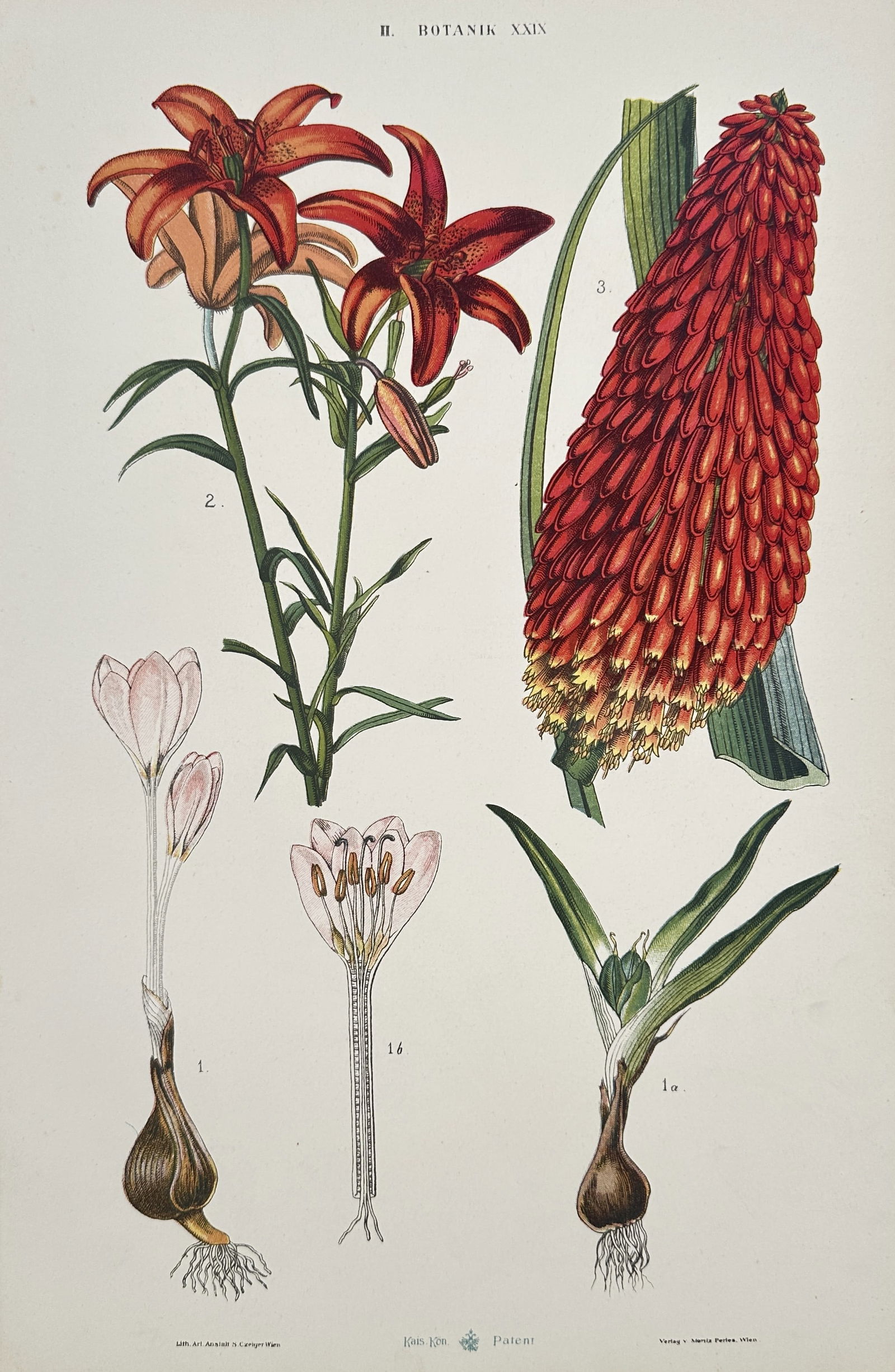 Gustav von Hayek (1836-1911) – Lilies and Kniphofia – Large Folio (1885) (1 of 2)