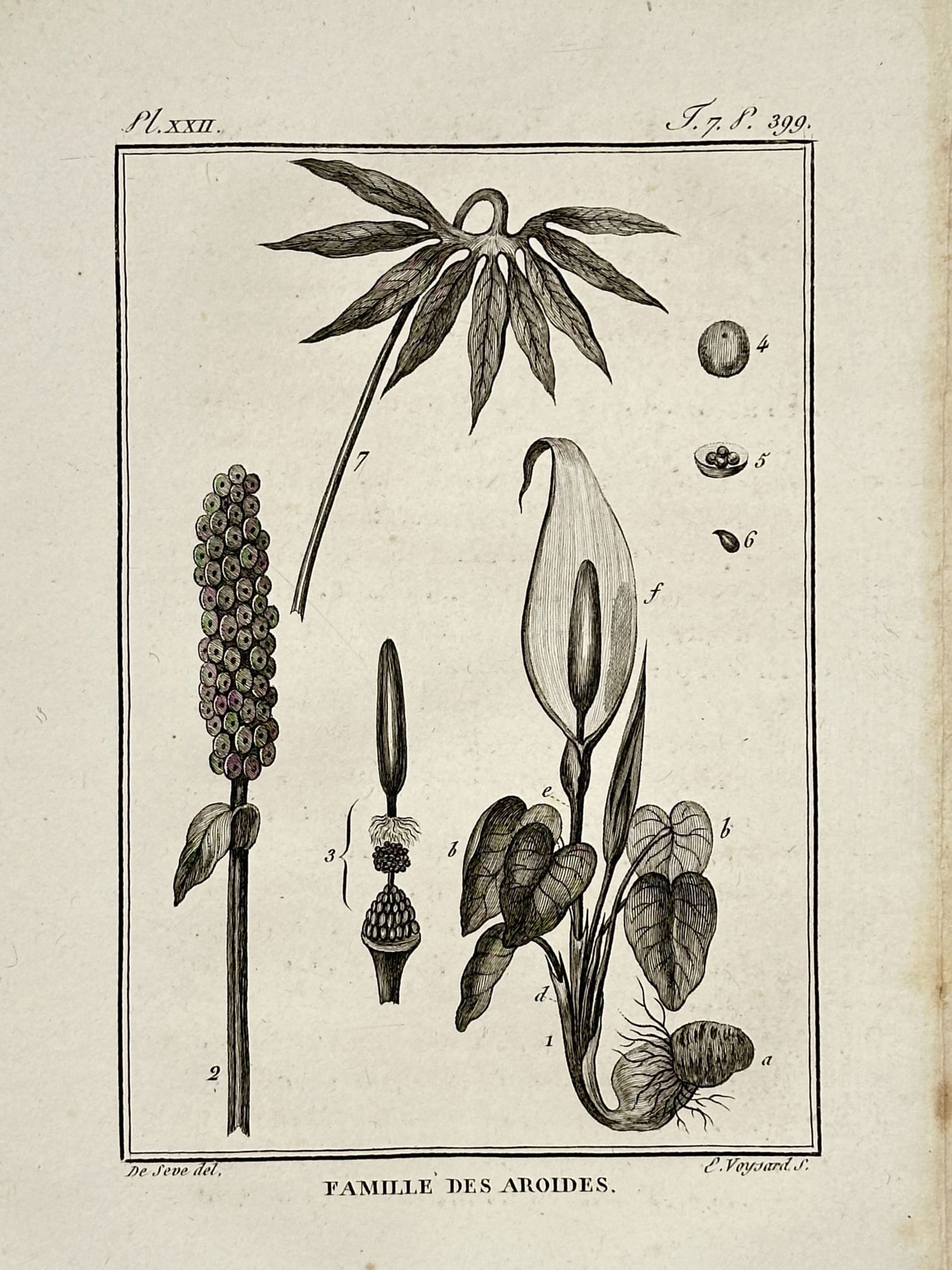 Jacques de Sève (active 1742–1788) – Arum Family Botanical Study (1 of 2)