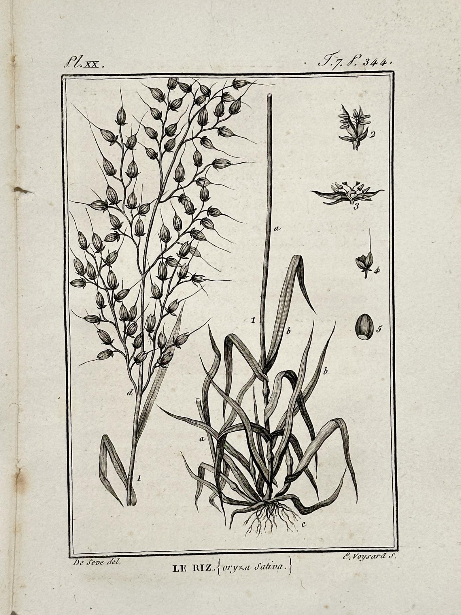 Jacques de Sève (active 1742–1788) – Rice Plant Botanical Study – Copper engraving (1 of 2)
