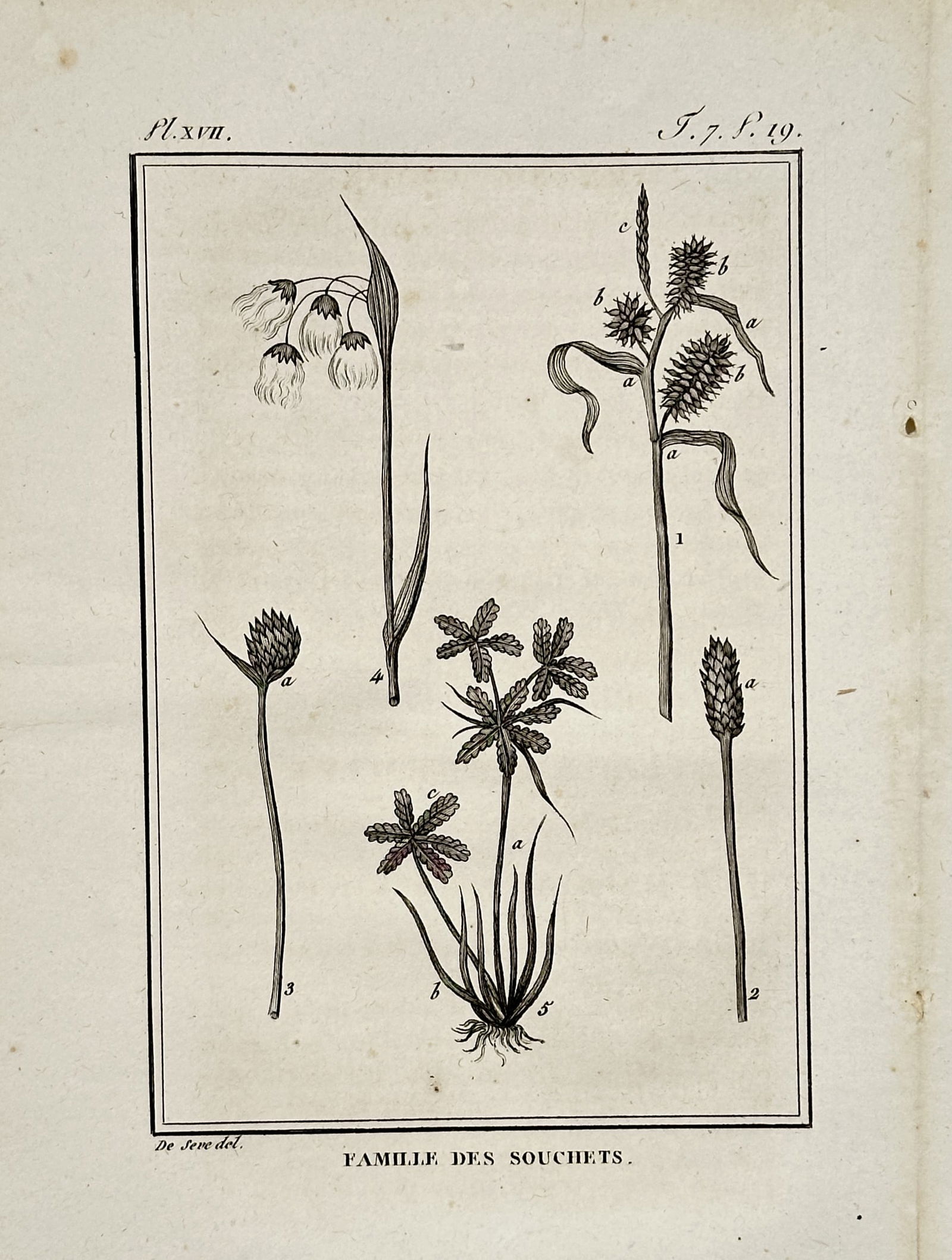Jacques de Sève (active 1742–1788) – Sedge Family Botanical Study – Copper engraving (1 of 2)
