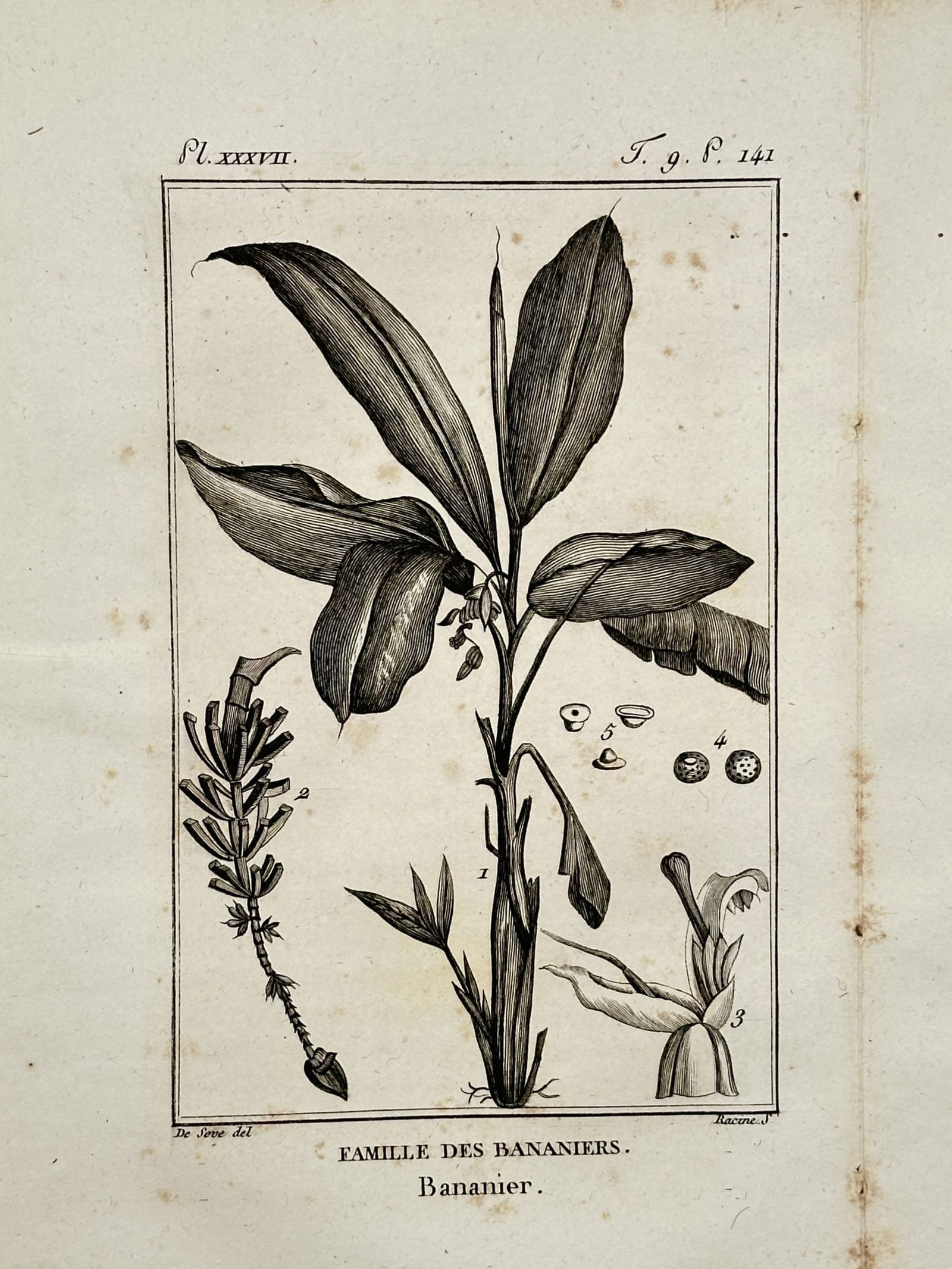 Jacques de Sève (active 1742–1788) – Banana Plant Botanical Study – Copper engraving (1799) (1 of 2)