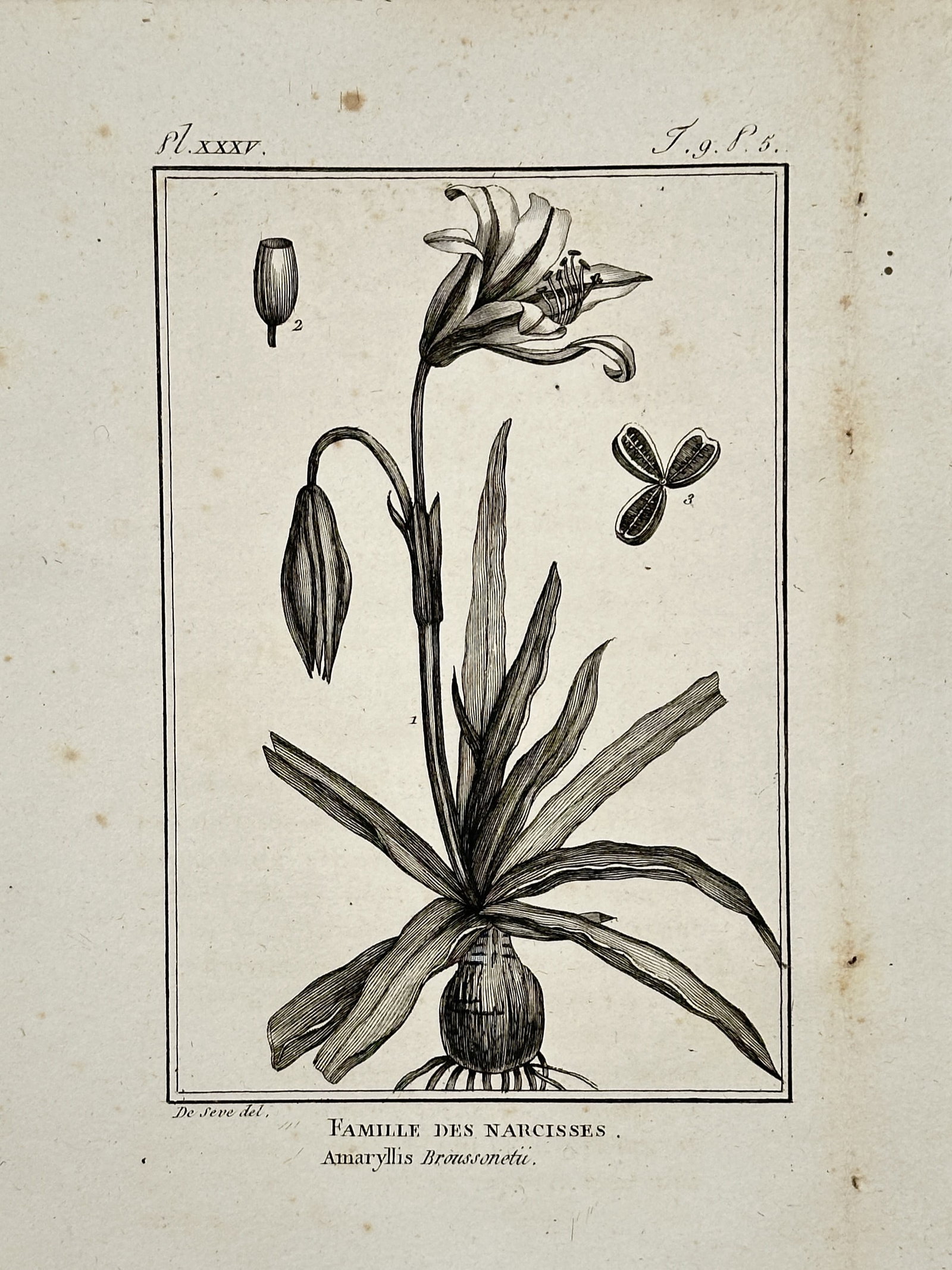 Jacques de Sève (active 1742–1788) – Narcissus Family Botanical Study – Copper engraving (1 of 2)