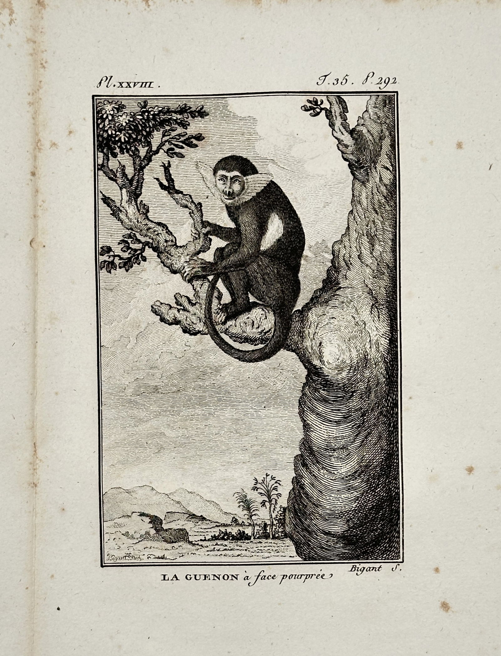 Jacques de Sève (active 1742–1788) – Purple-faced Monkey – Copper engraving (1799) (1 of 2)