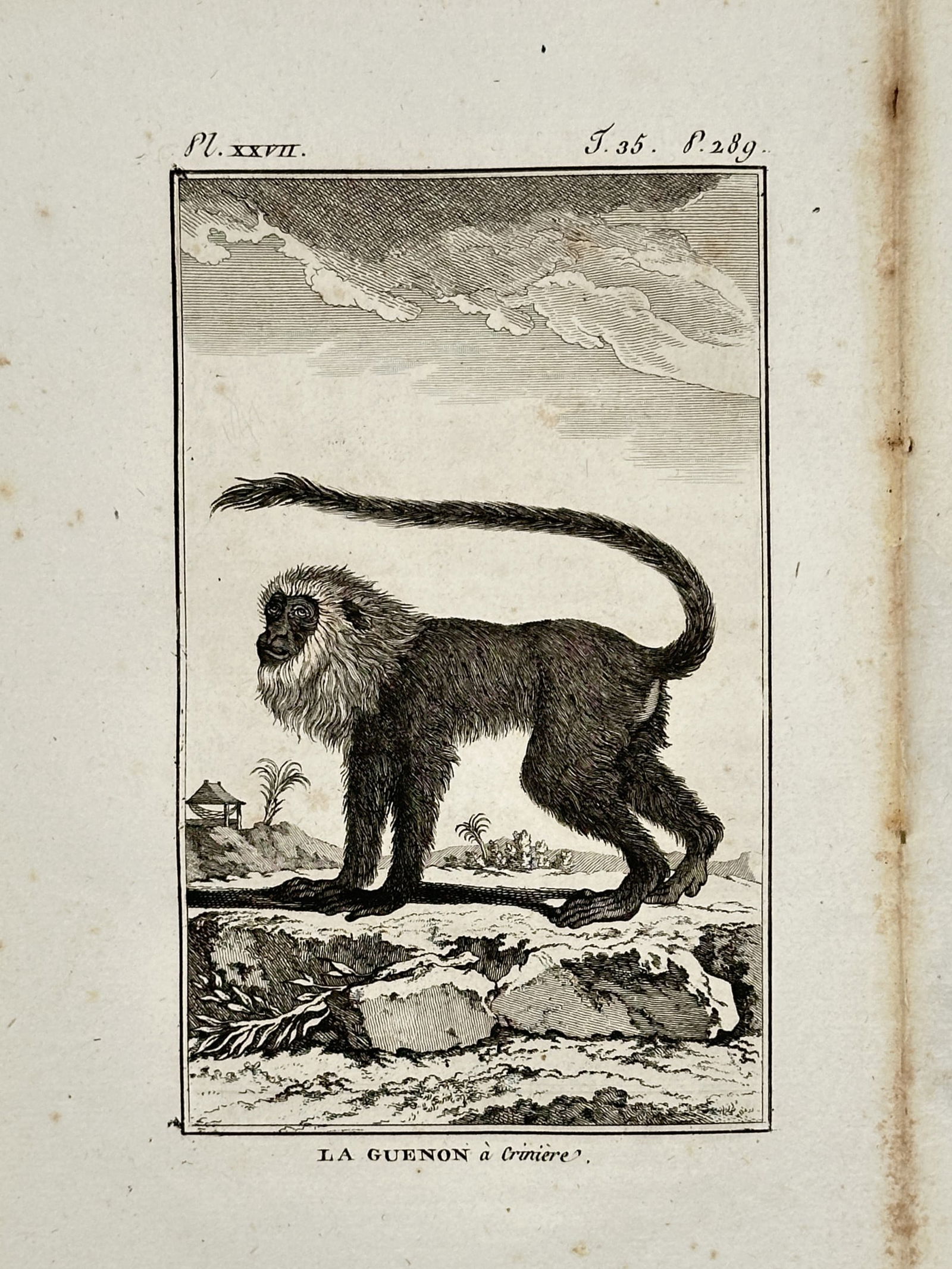 Jacques de Sève (active 1742–1788) – Lion-tailed Macaque – Copper engraving (1799) (1 of 2)
