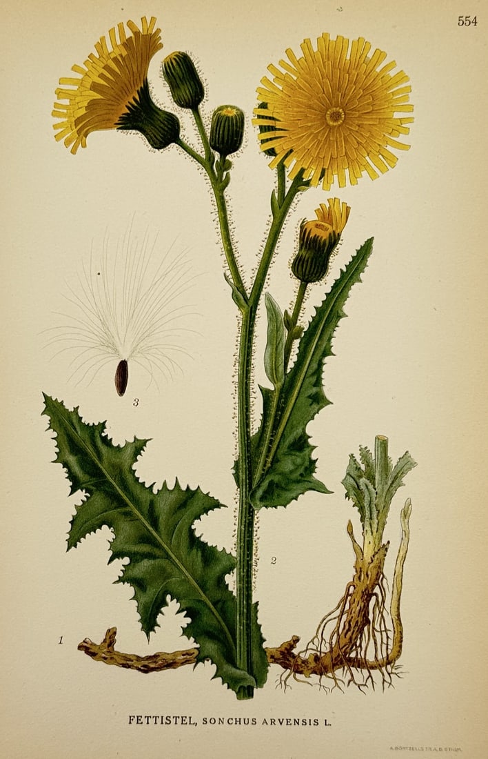 Carl Lindman (1856-1928) – Study of Field Sow-thistle – Lithograph (1901-1905) (1 of 2)