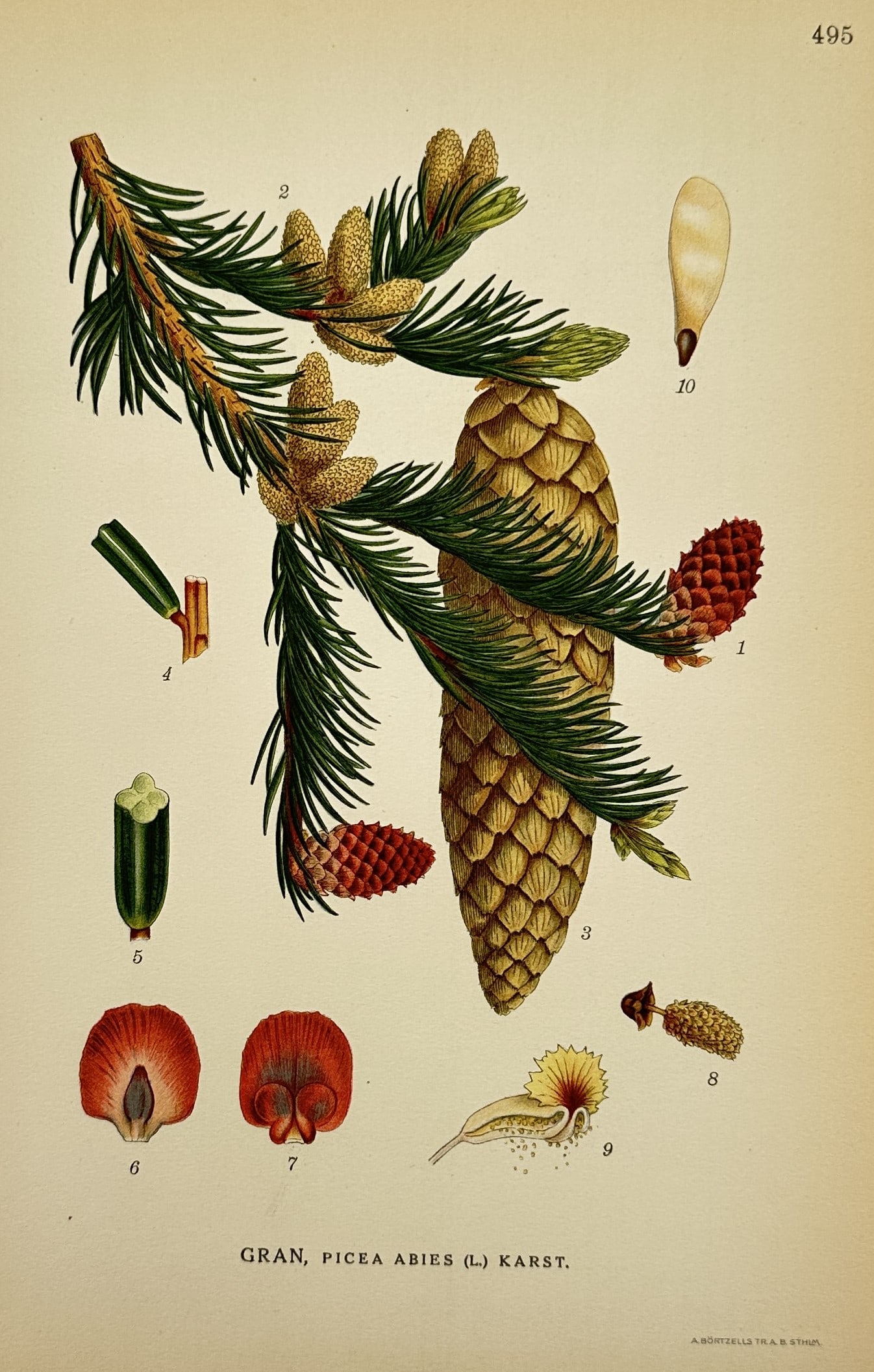Carl Lindman (1856-1928) – Study of Norway Spruce – Lithograph (1901-1905): "Gran, Picea abies (L.) Karst." depicts a detailed botanical study of the Norway spruce, featuring a needle-covered branch with young male pollen cones and mature female seed cones. The illustration i