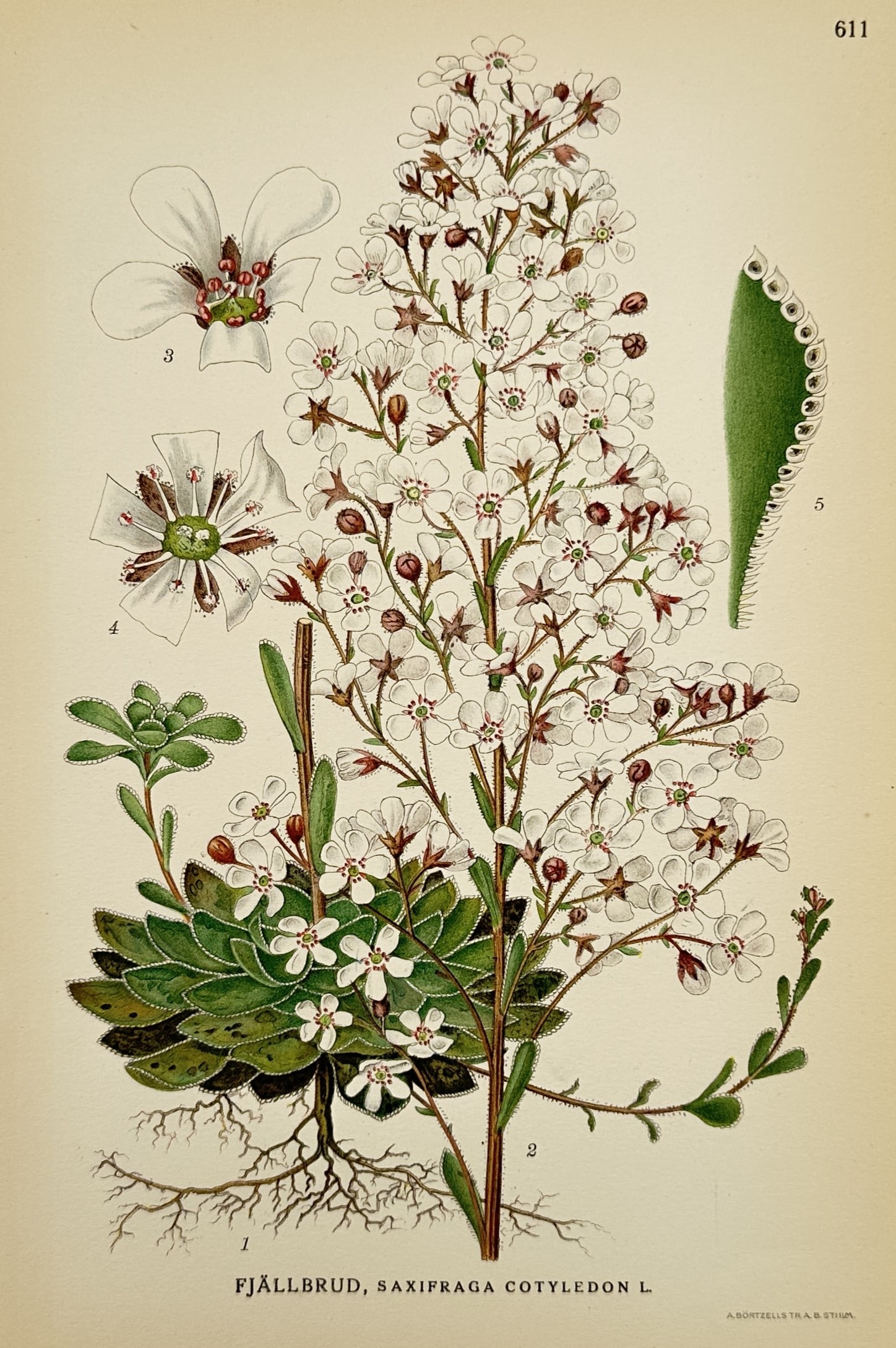 Carl Lindman (1856-1928) – Study of Pyramidal Saxifrage – Lithograph (1901-1905): "Fjällbrud, Saxifraga Cotyledon L." depicts a botanical study of the pyramidal saxifrage, showing its dense rosette of lime-encrusted basal leaves and a tall, pyramidal flowering stalk covered in num