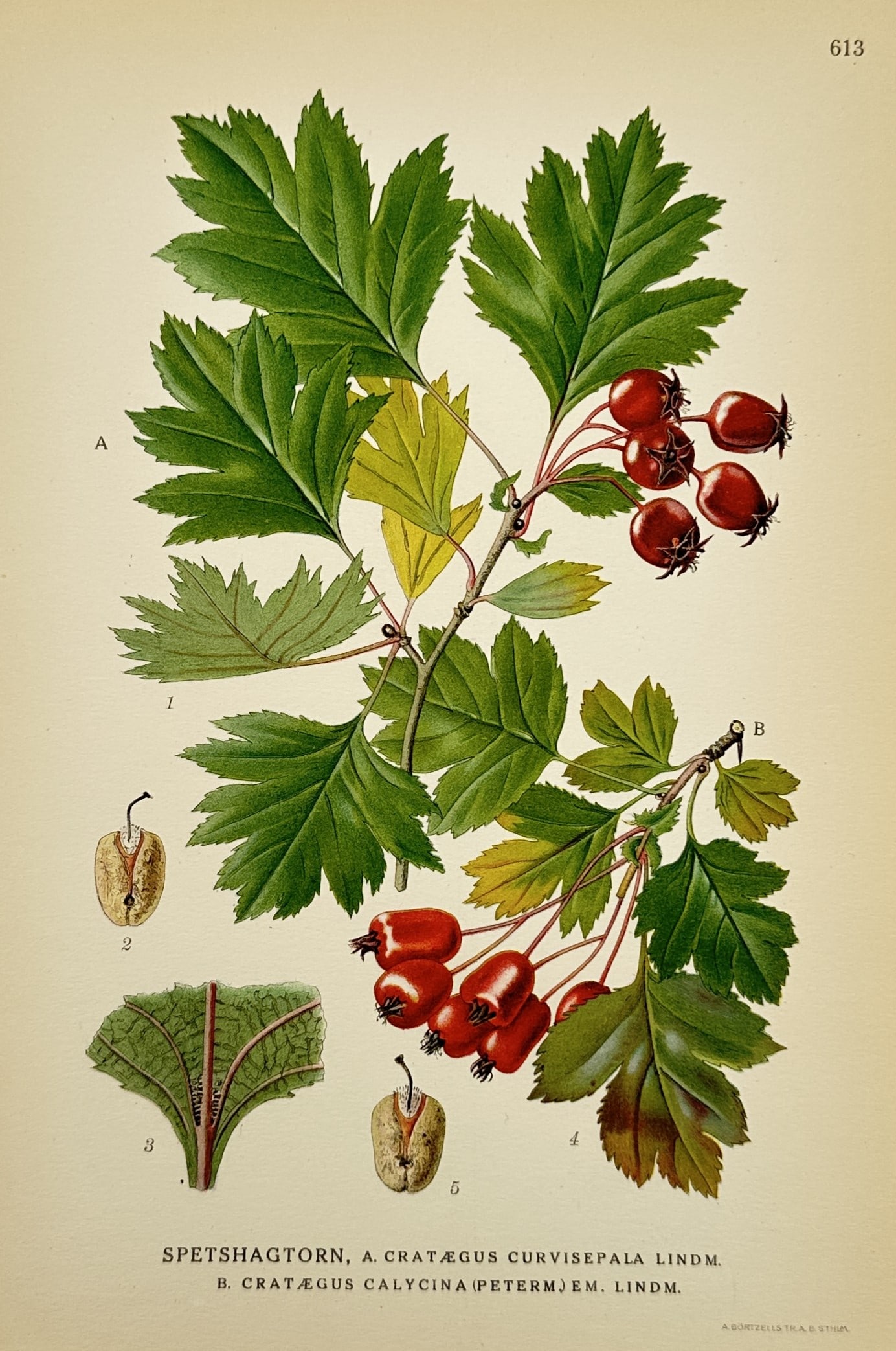 Carl Lindman (1856-1928) – Study of Spetshagtorn – Lithograph (1901-1905) (1 of 2)