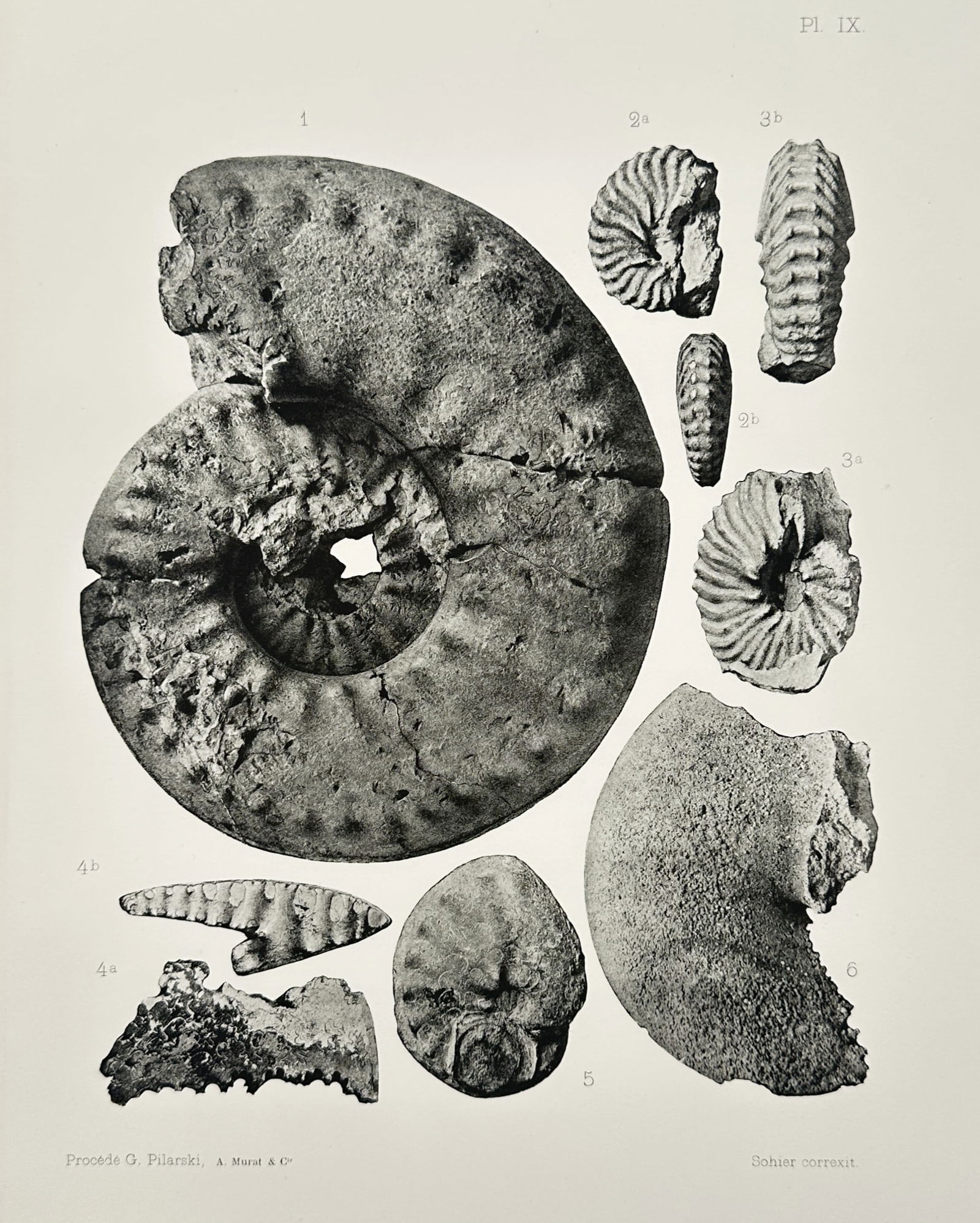 Albert de Grossouvre (1849-1932) – Study of Various Ammonite Fossils – Lithograph (1894) (1 of 2)