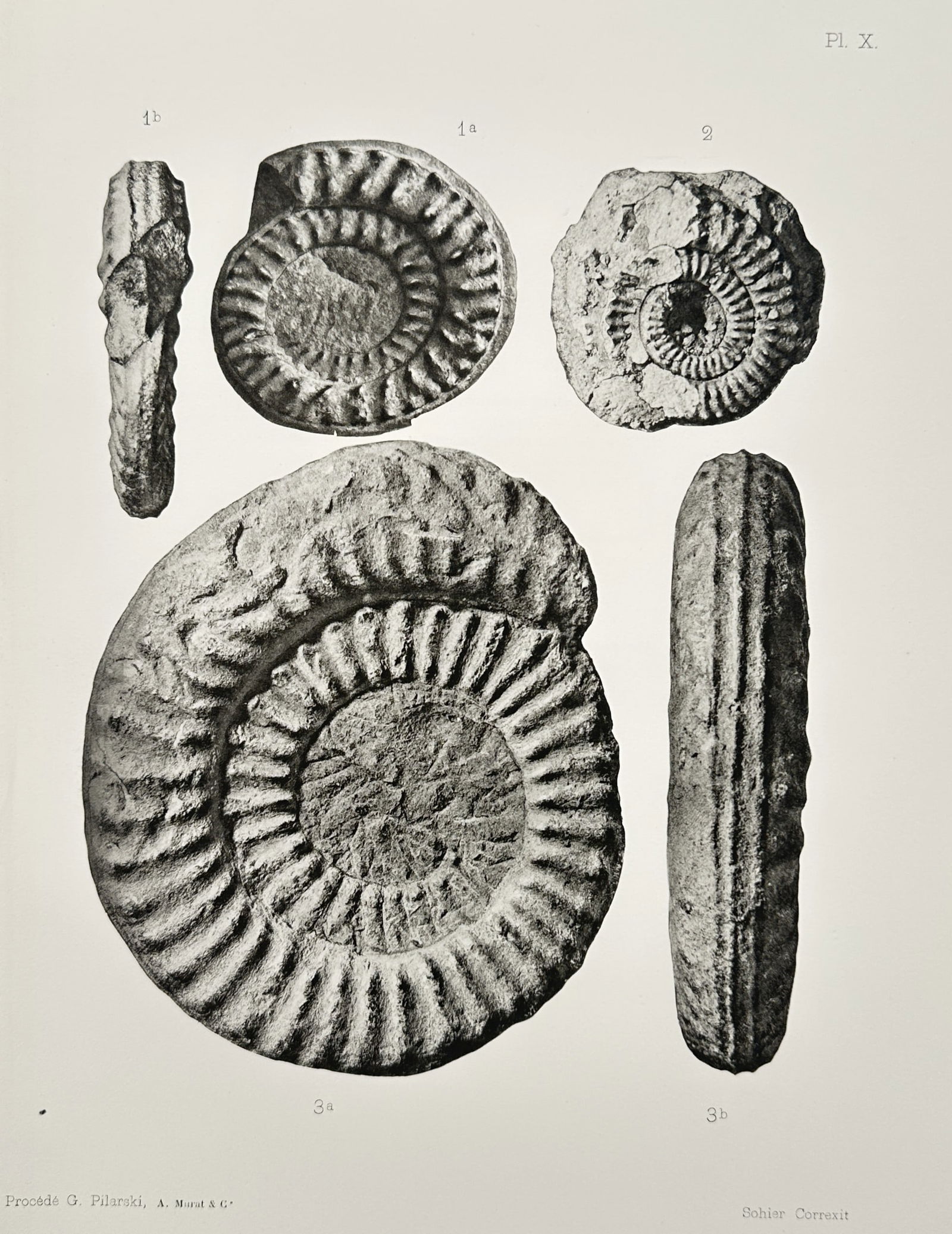 Albert de Grossouvre (1849-1932) – Study of Ammonite Fossils – Lithograph (1894) (1 of 2)