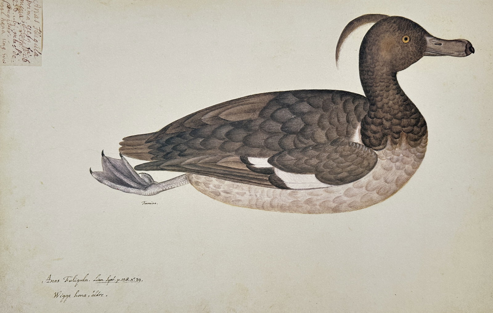 Olof Rudbeck the Younger (1660–1740) – Female Tufted Duck – Facsimile print printed on quality (1 of 2)