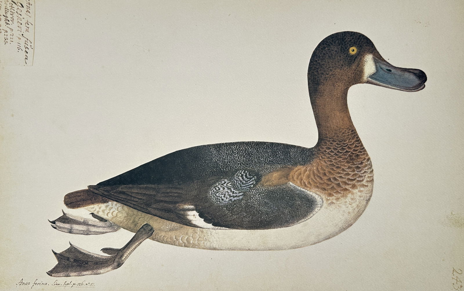 Olof Rudbeck the Younger (1660–1740) – Common Pochard – Facsimile print printed on quality (1 of 2)