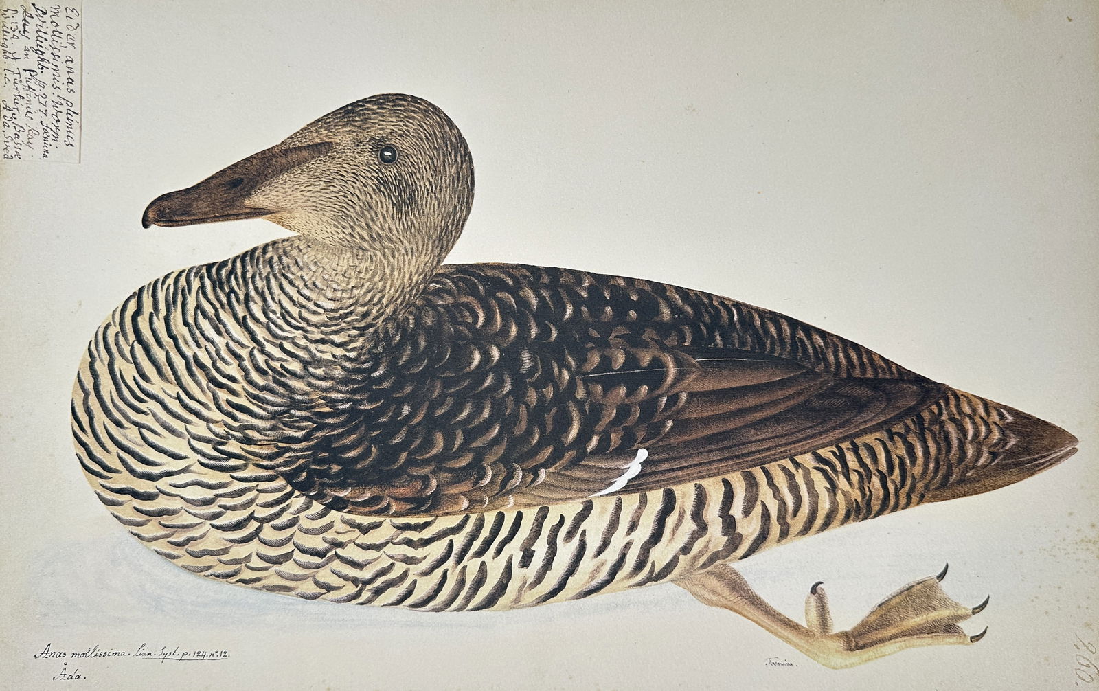 Olof Rudbeck the Younger (1660–1740) – Common Eider – Facsimile print printed on quality paper (1 of 2)