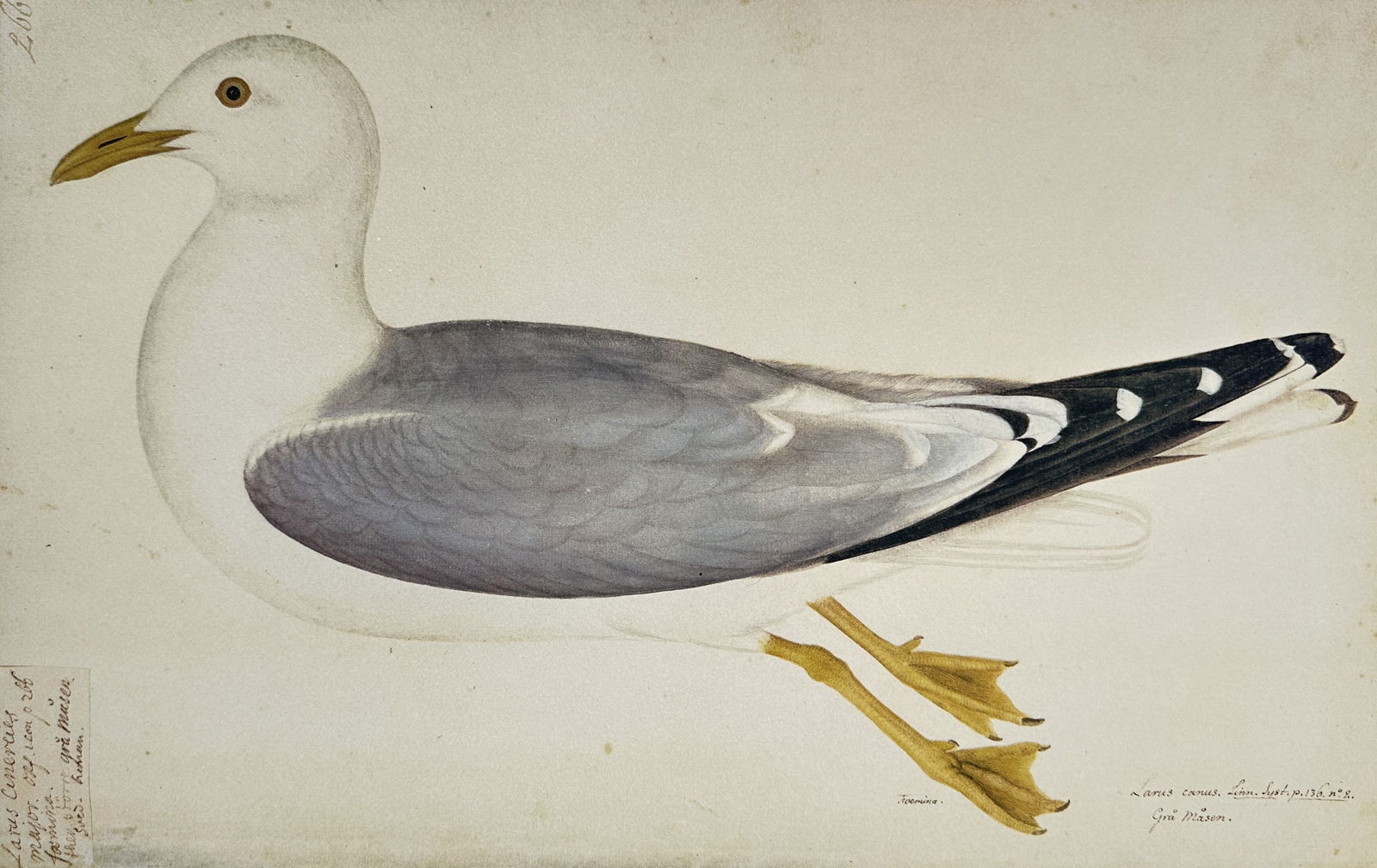 Olof Rudbeck the Younger (1660–1740) – Common Gull – Facsimile print printed on quality paper (1 of 2)