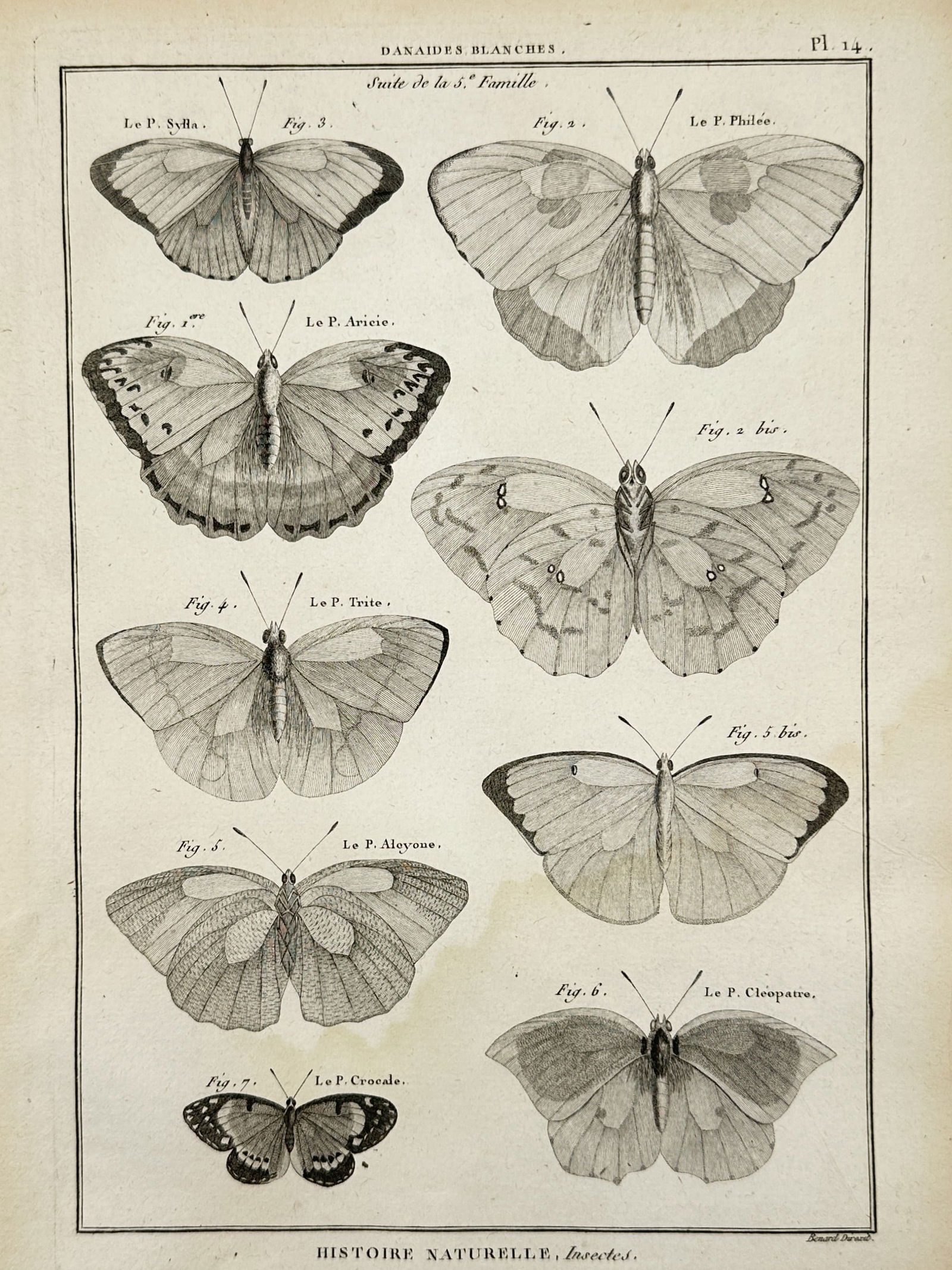 Robert Bénard (1734–1777) – White Danaines Butterflies – Copper engraving (18th Century) (1 of 2)