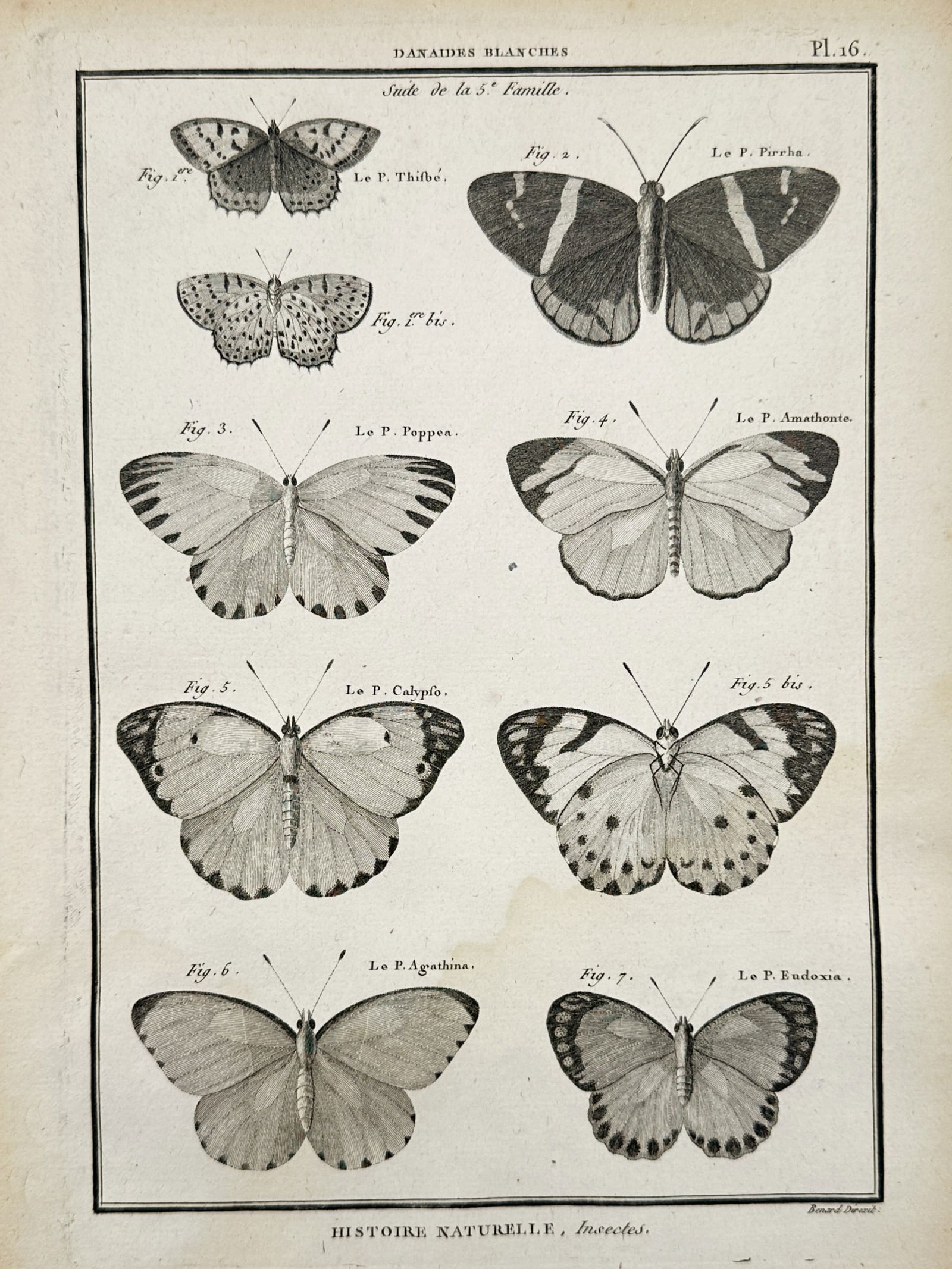 Robert Bénard (1734–1777) – Study of White Danaid Butterflies – Copper engraving (18th: "Danaides Blanches" features a taxonomic arrangement of eight distinct butterfly species from the white danaid family. This copper engraving originates from the multi-volume natural history series His