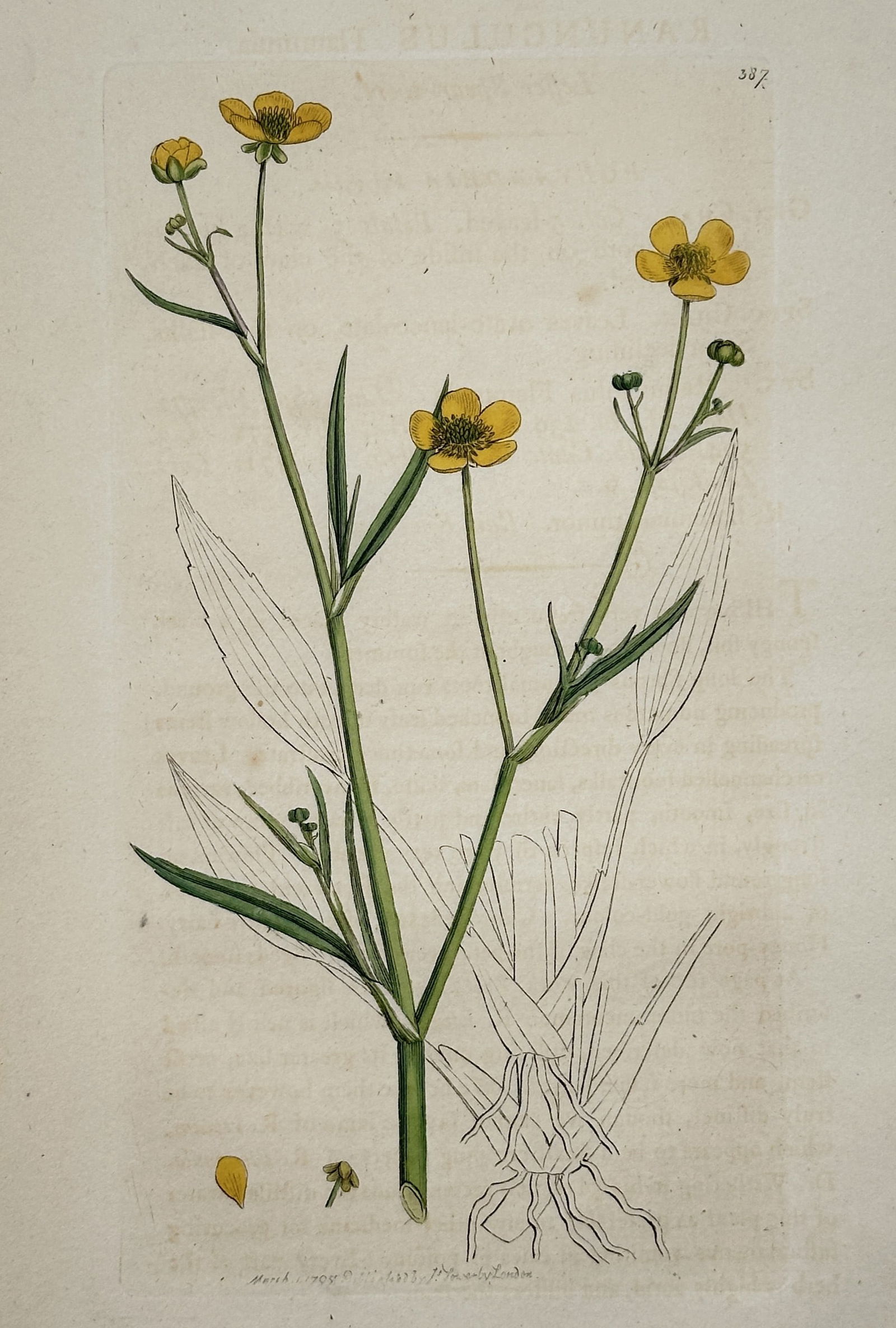 James Sowerby (1757-1822) – Botanical Illustration of Ranunculus (1 of 2)