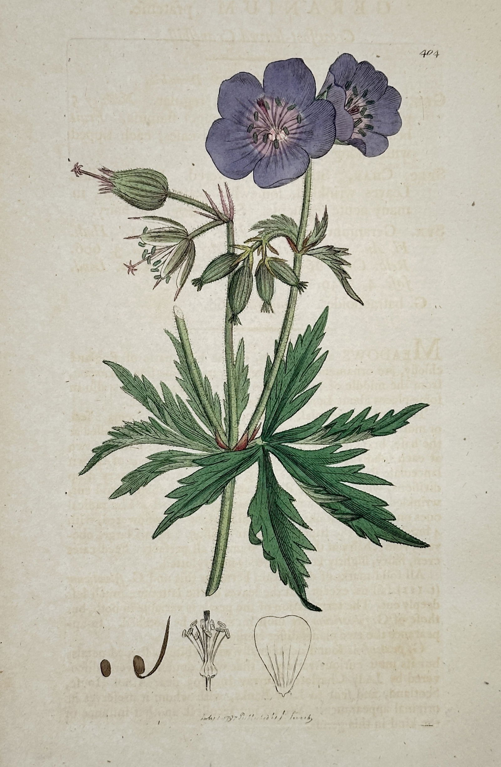 James Sowerby (1757–1822) – Botanical Study of Geranium – Hand-coloured copper engraving: Geranium depicts the flowering plant with blue-purple petals and finely divided foliage. This hand-coloured copper engraving originates from the botanical series English Botany, published in London in