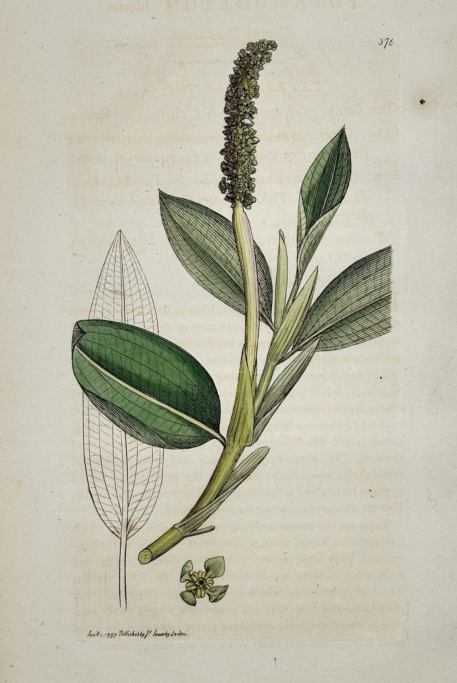 James Sowerby (1757–1822) – Botanical Study of Potamogeton – Hand-coloured copper engraving (1 of 2)