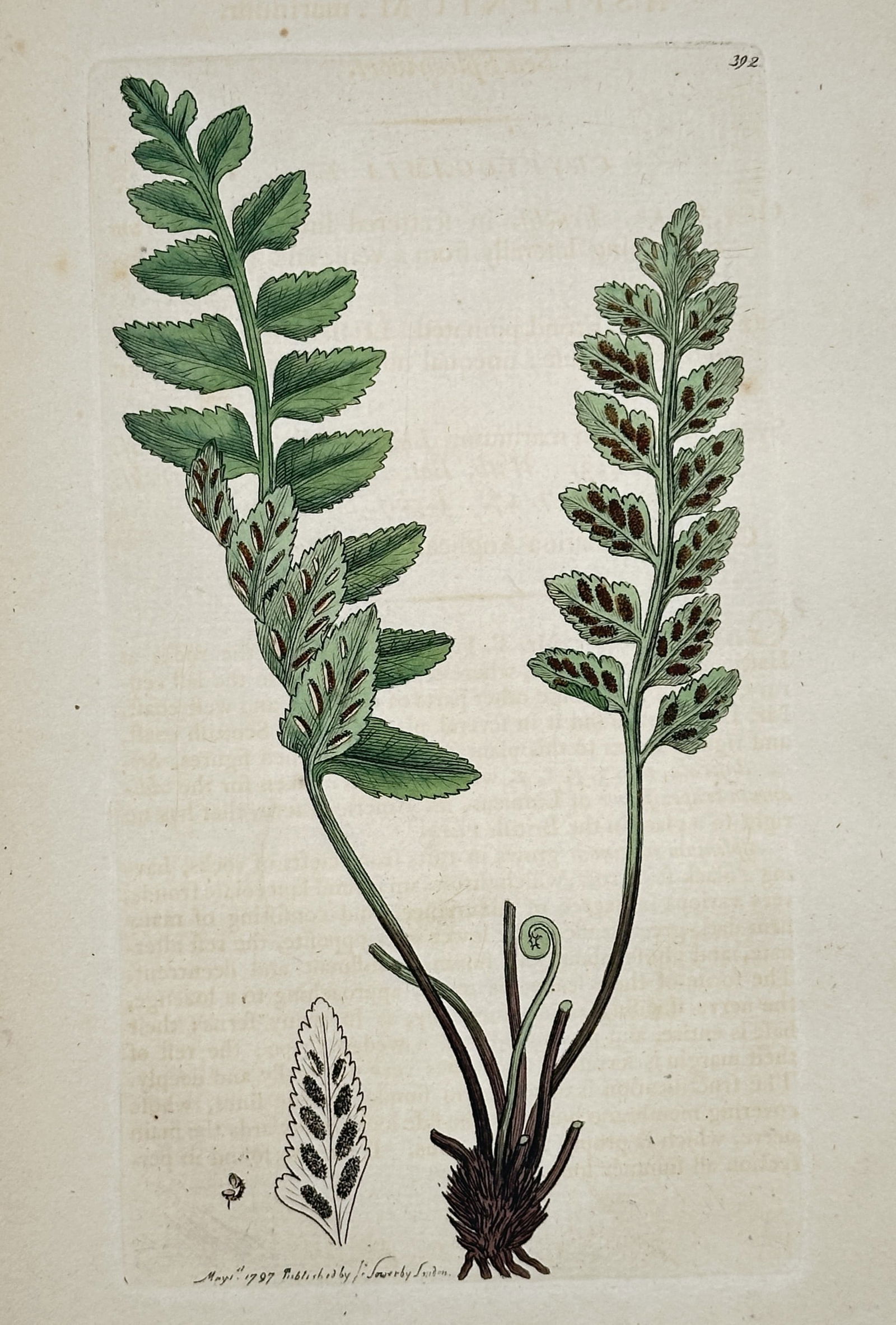 James Sowerby (1757–1822) – Botanical Study of Asplenium marinum: "Asplenium marinum" (Sea Spleenwort) features the fern fronds with identifiable spore clusters on the undersides, accompanied by a detail sketch. This hand-coloured copper engraving originates from th