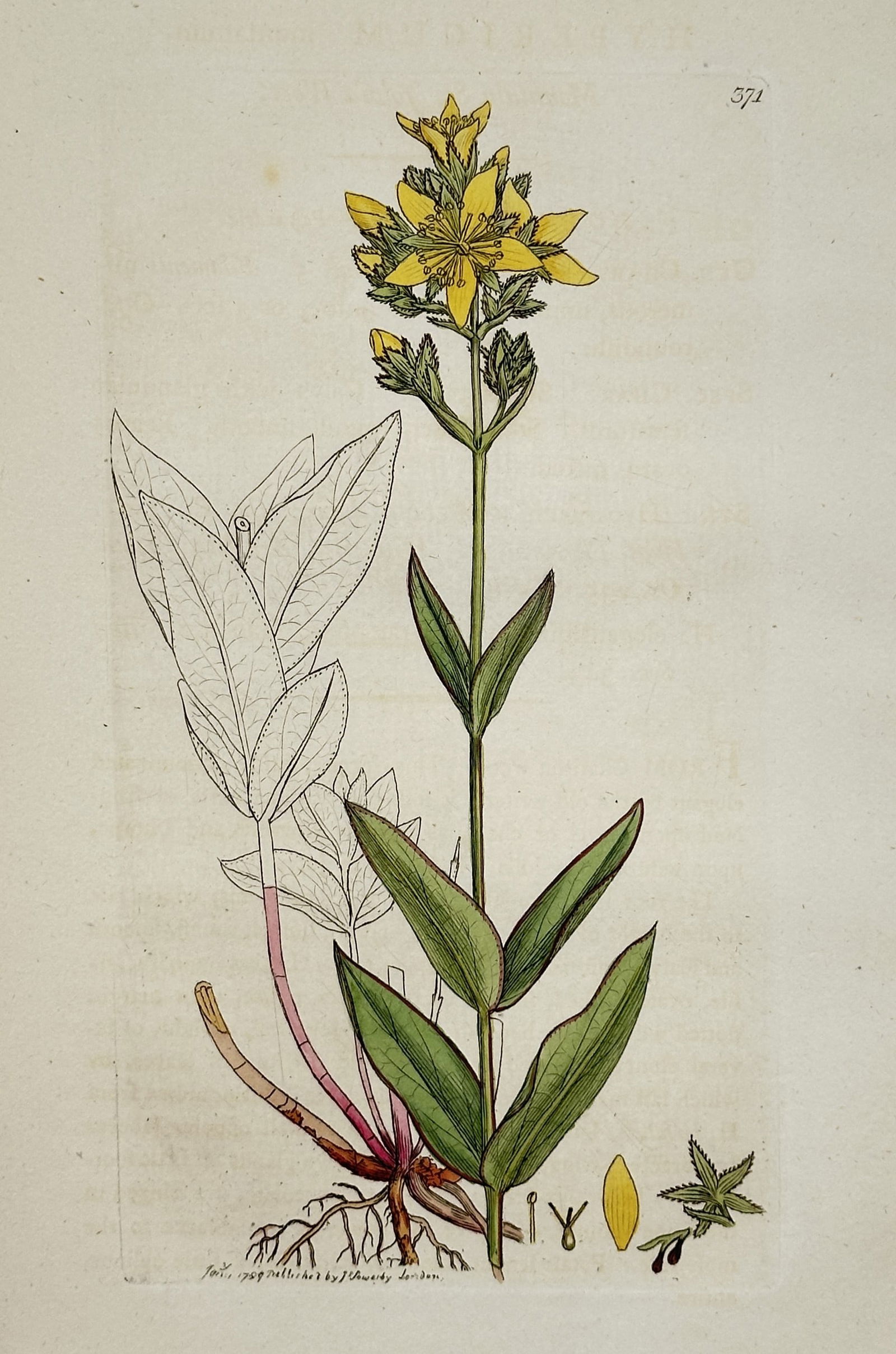 James Sowerby (1757–1822) – Botanical Study of Hypericum – Hand-coloured copper engraving (1 of 2)