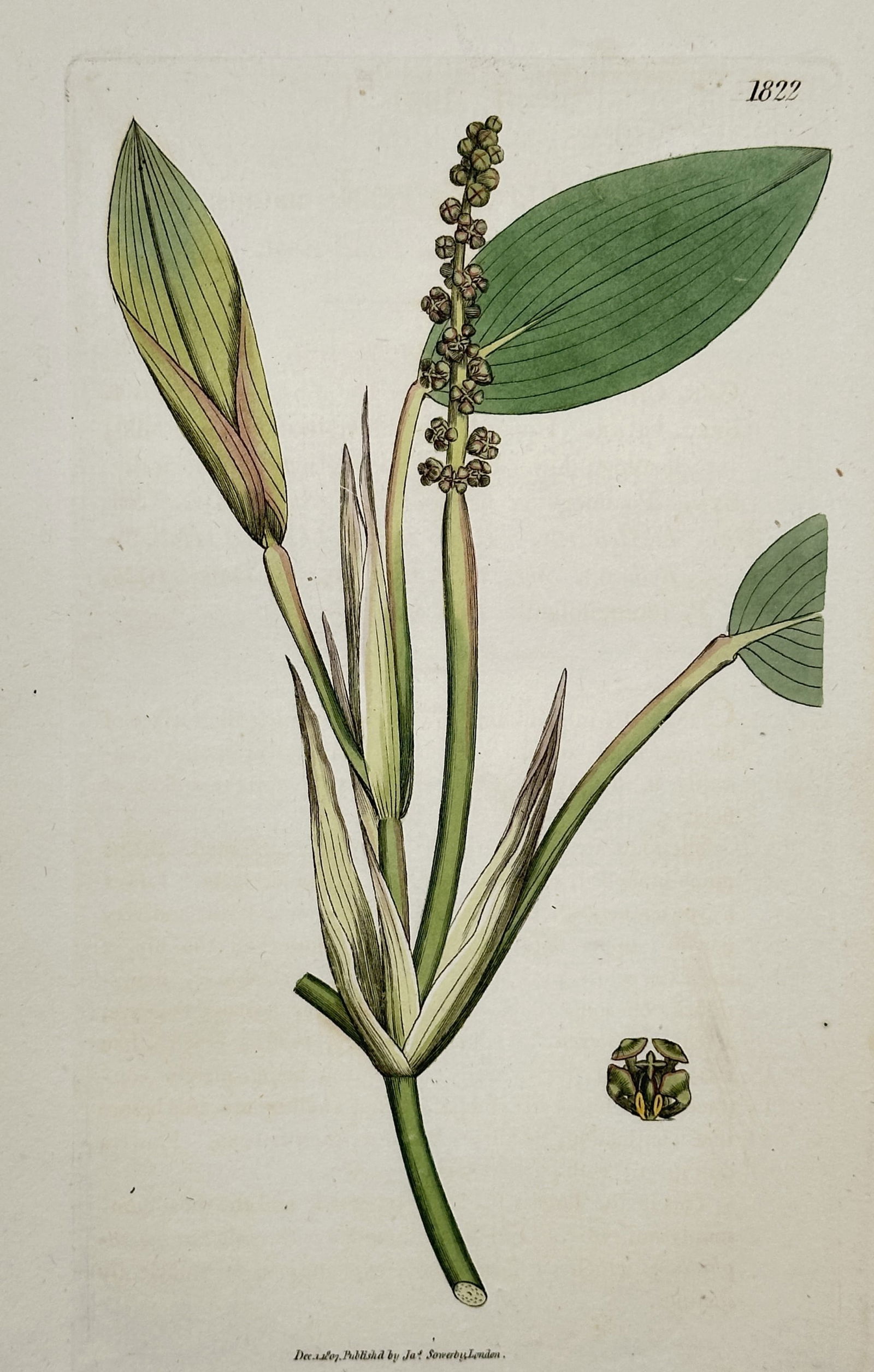 James Sowerby (1757–1822) – Botanical Study of Pondweed – Hand-coloured copper engraving (1 of 2)