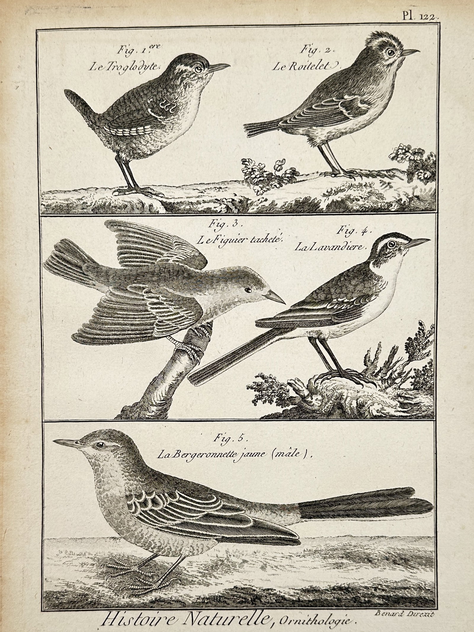 Robert Bénard (1734–1777) – Ornithological Study of Small Birds – Copper engraving (18th (1 of 2)