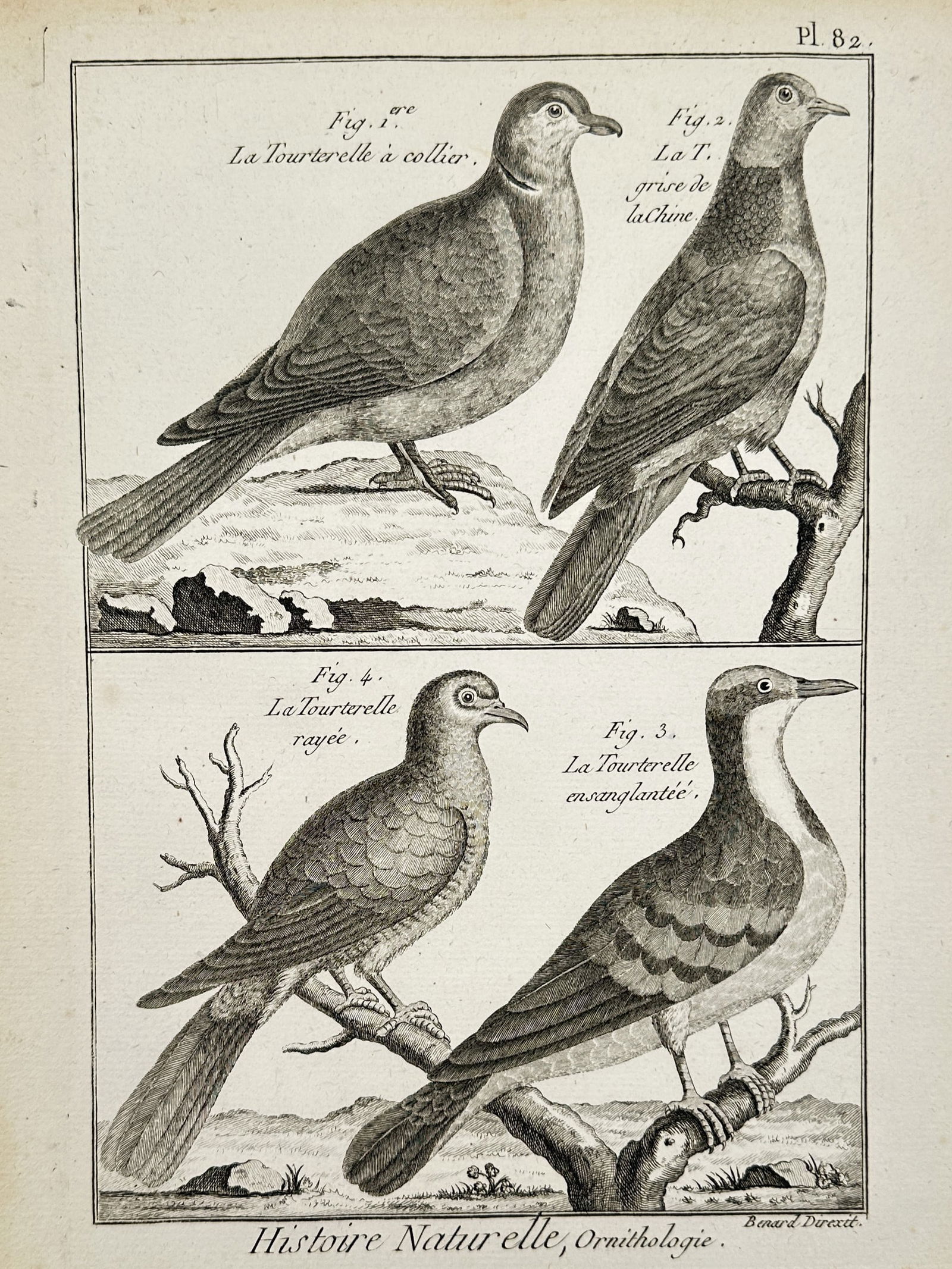 Robert Benard (1734-1777) - Ornithological Study of Turtle Doves - Copper engraving (1 of 2)