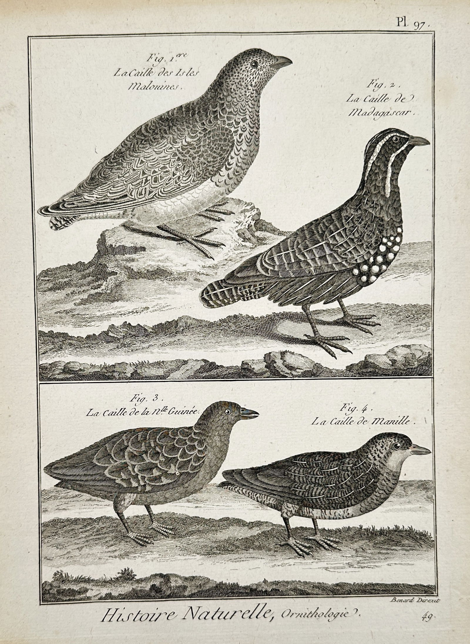 Robert Benard (1734–1777) – Ornithological Study of Quail – Copper engraving (18th Century) (1 of 2)