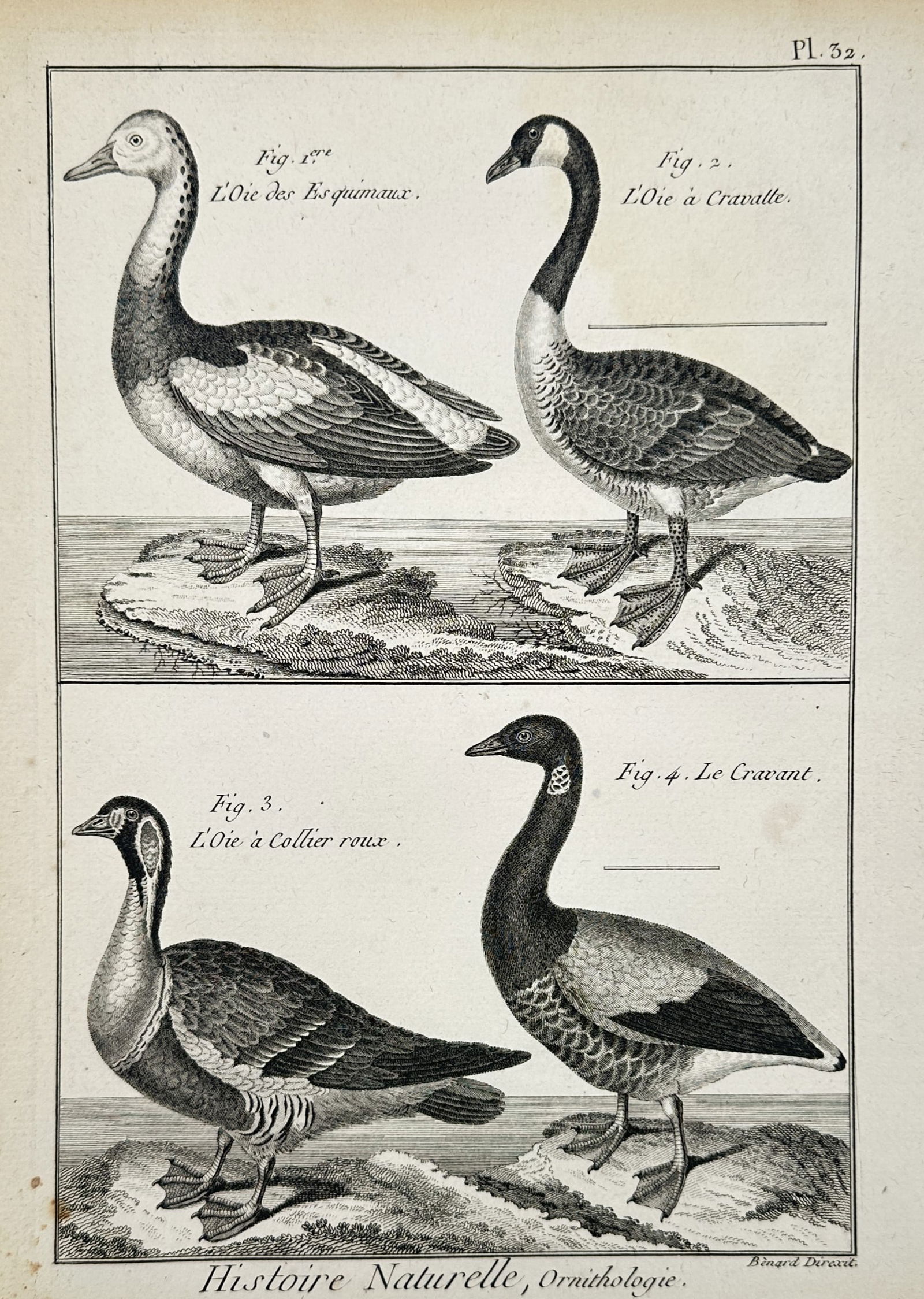 Robert Bénard (1734–1777) – Ornithological Study of Geese – Copper engraving (18th Century) (1 of 2)