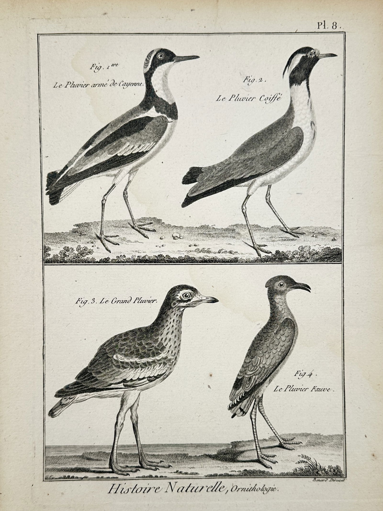 Robert Bénard (1734–1777) – Ornithological Study of Plovers – Copper engraving (18th Century) (1 of 2)